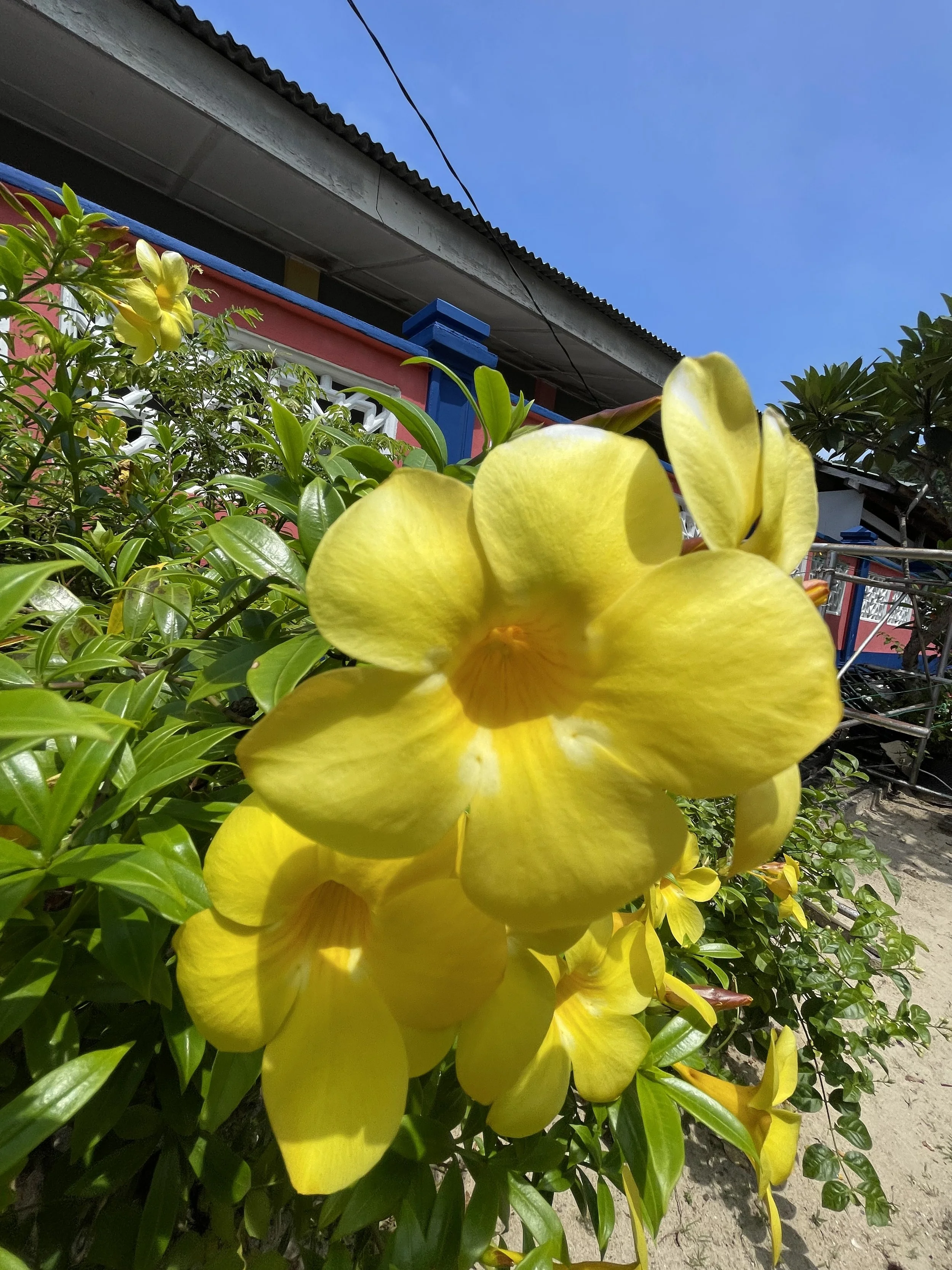 Close-up of yellow floral blossoms on a bush, with a house and blue sky in the background.