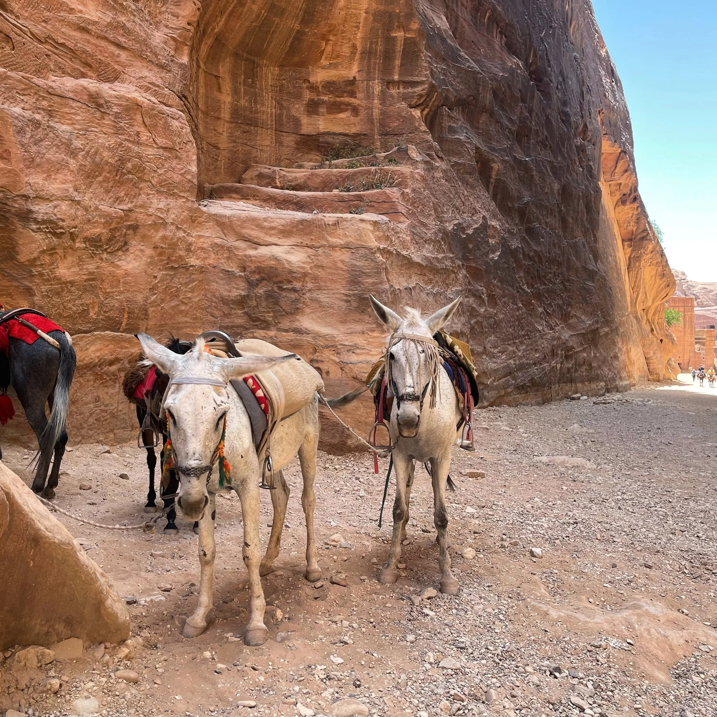 Two donkeys standing on rocky ground near a reddish-brown cliff side, with a few people visible in the distance.