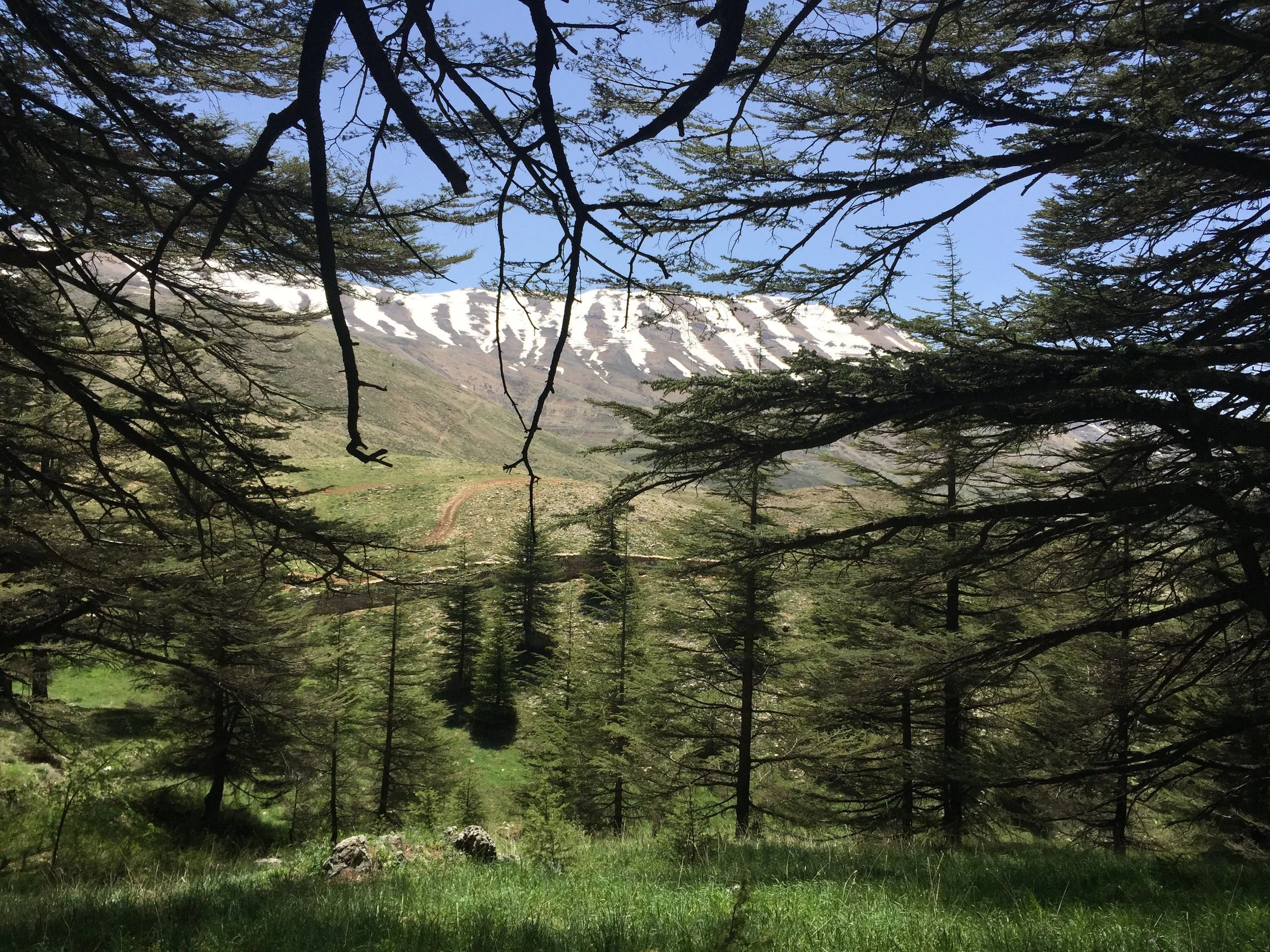 View of a mountain with snow patches, framed by tree branches and green forest in the foreground under a clear blue sky.