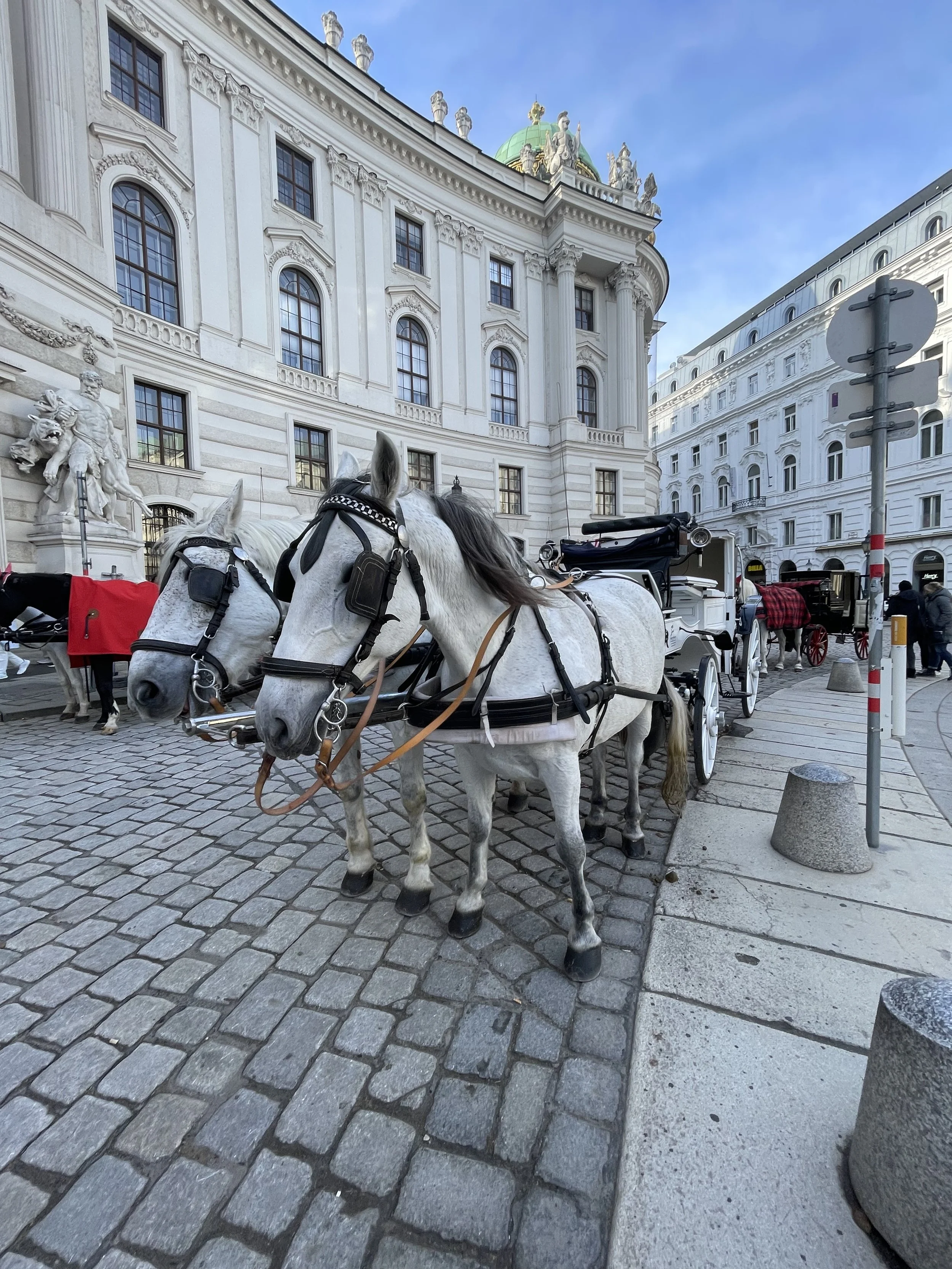 Two white horses harnessed to a carriage parked on a cobblestone street in front of a grand, historic building with ornate architecture and large windows.