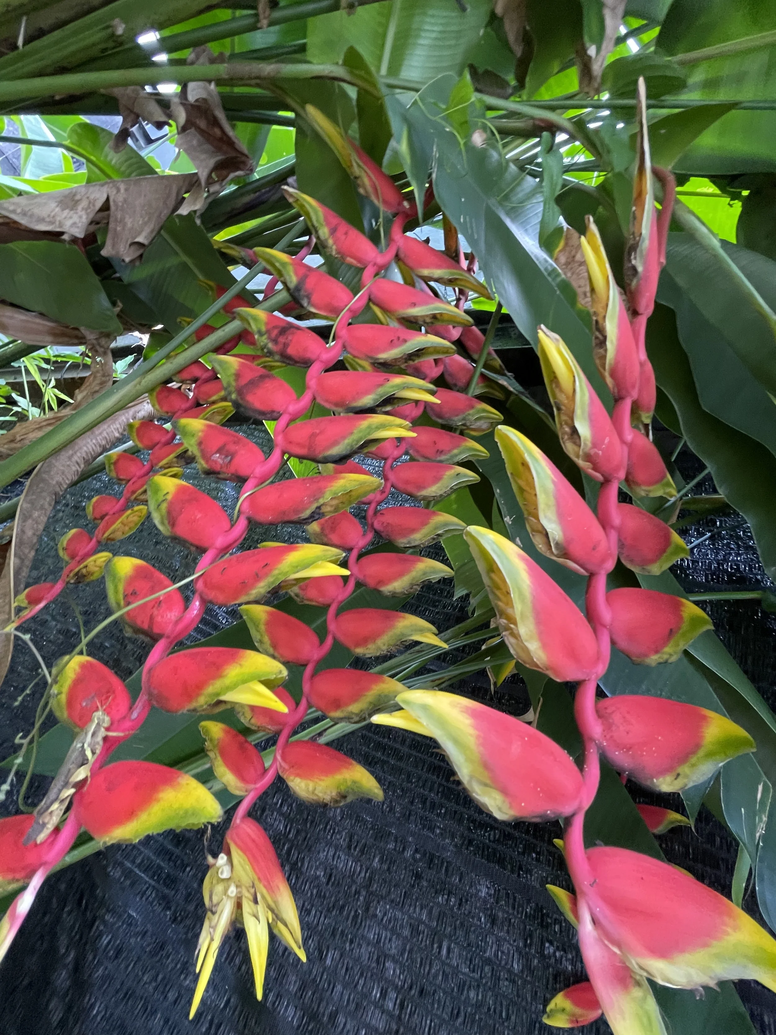 Colorful tropical plant with red and yellow bracts and green leaves in a lush environment.