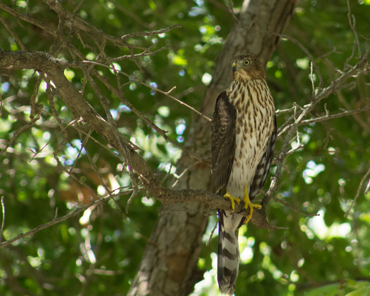 sharp-shinned-hawk.png
