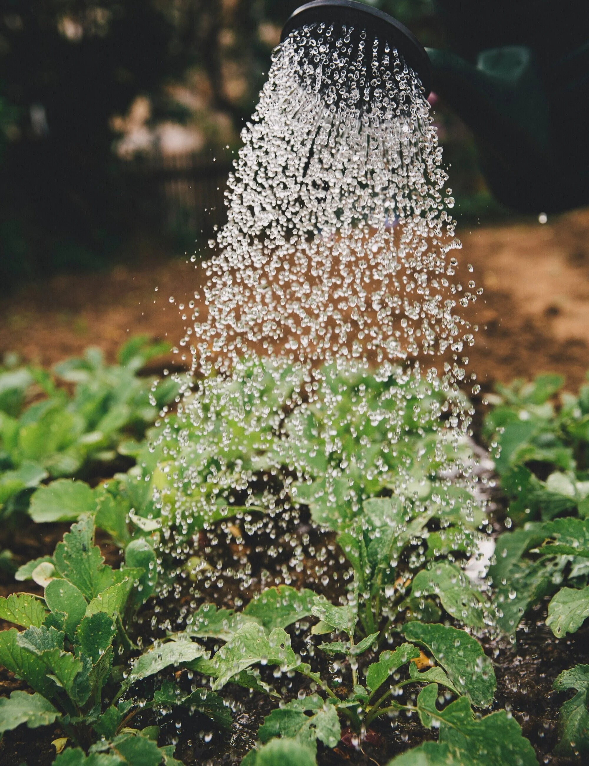 A sense of wonder must be tended