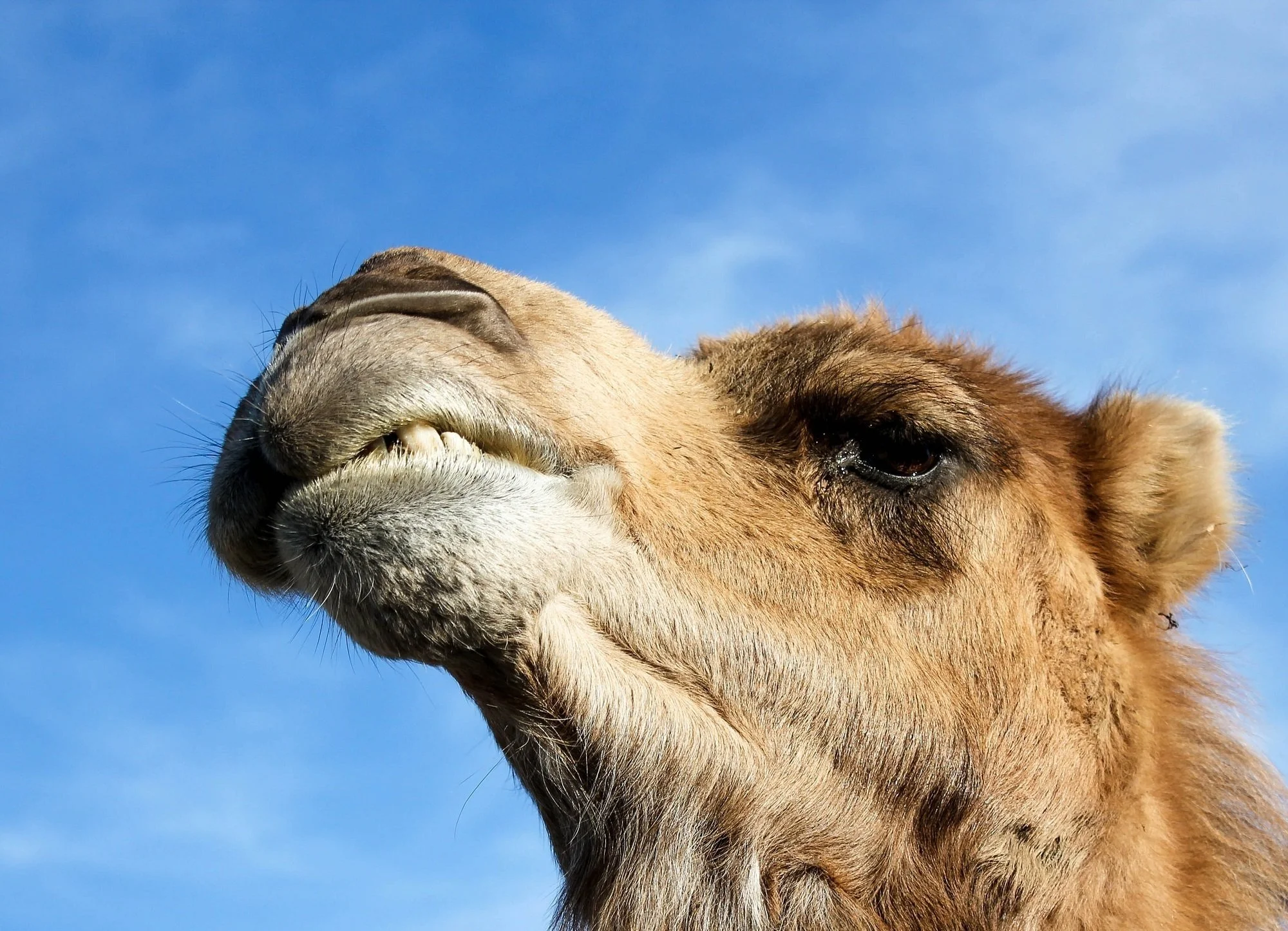 Surrender, Action and the Dance of Life