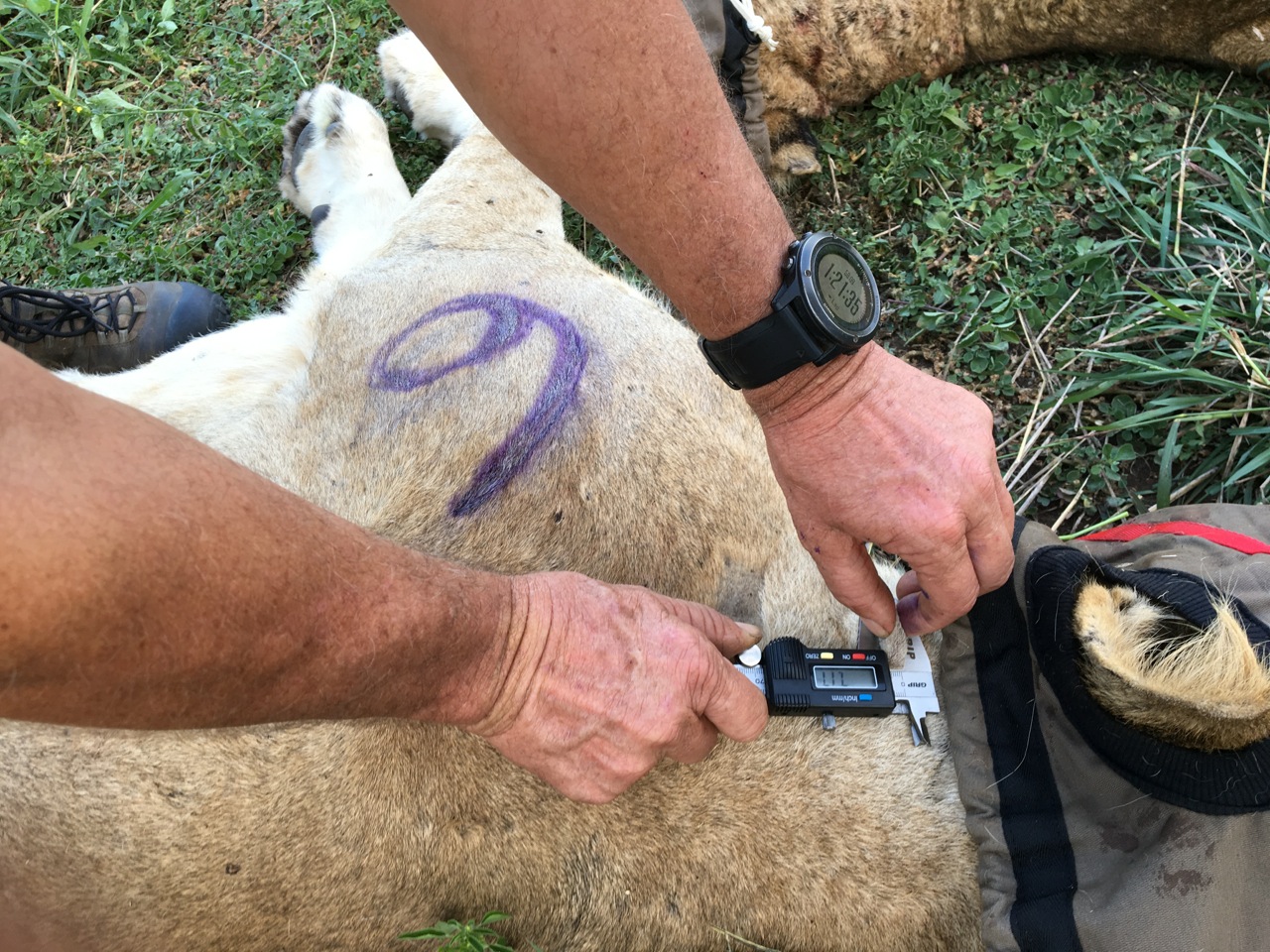 Dr. Mike Toft performing the TB test result.