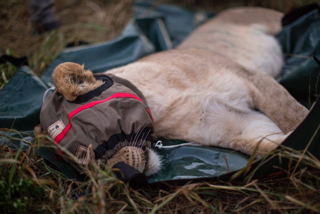 Peacefully asleep - the drugs wear off after a couple of hours and cats must be constantly monitored by the traveling vets.