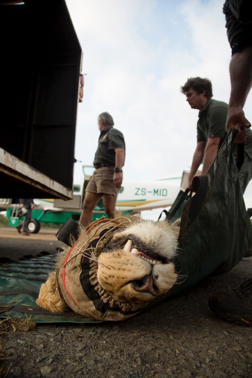Preparing to carry one of the males to the awaiting aircraft.