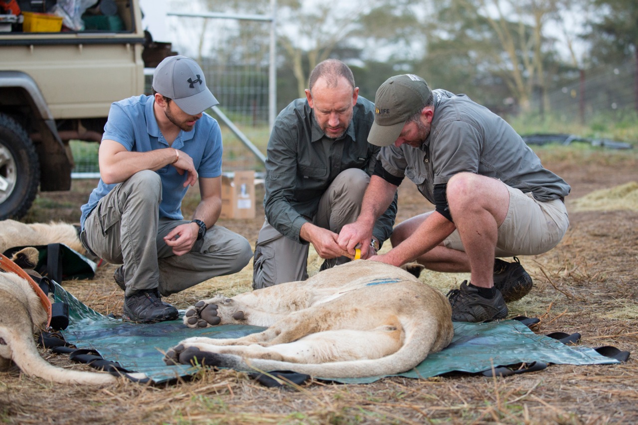 Vet Ryan Van Devender fixes a collar to the lion as the two pilots assist