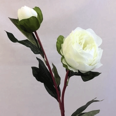 peony.gif