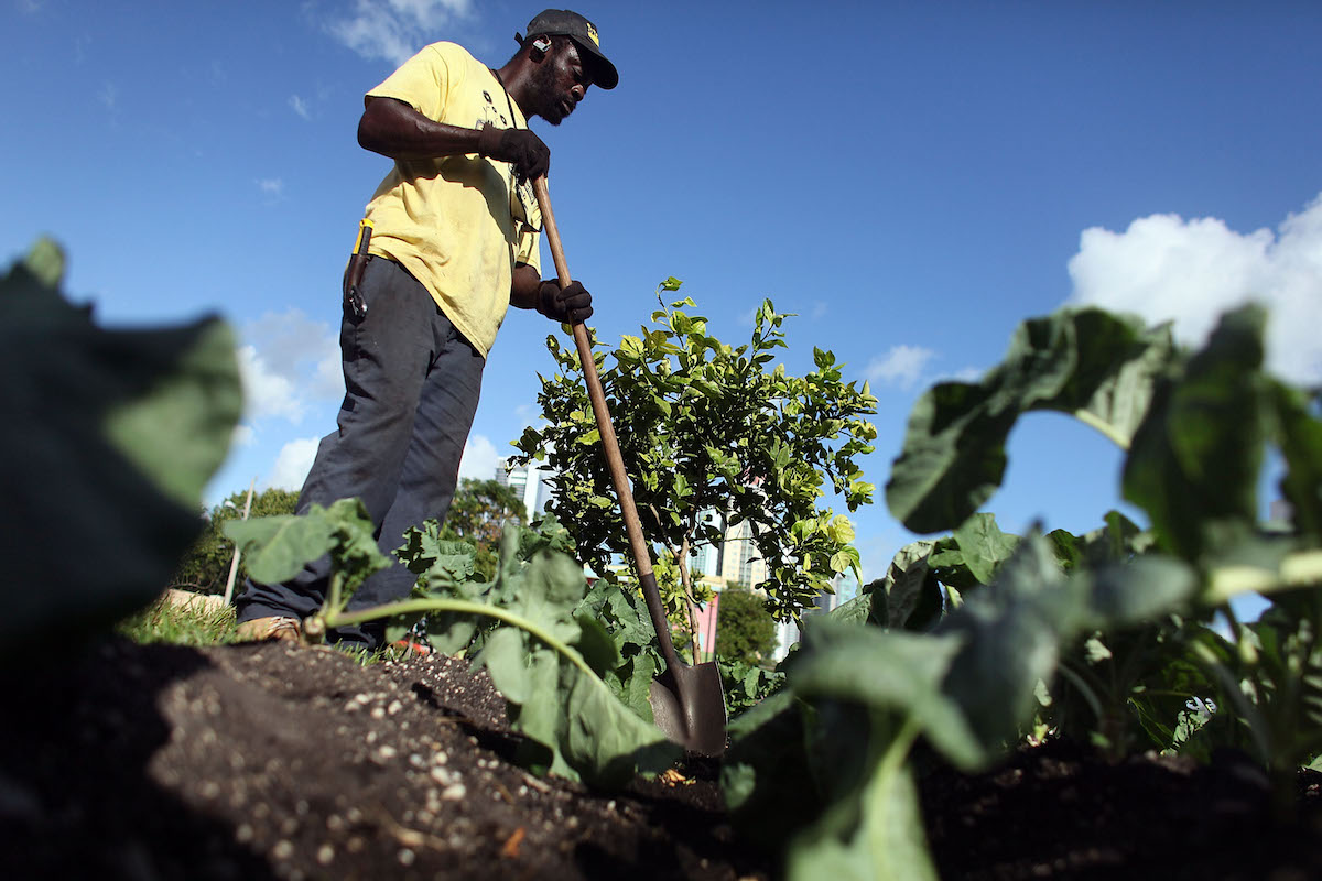 Gangstas to Growers provides formerly incarcerated youth the chance to gain personal and business skills through hands-on learning at area farms. Photo by Jo Raedle/Getty Images