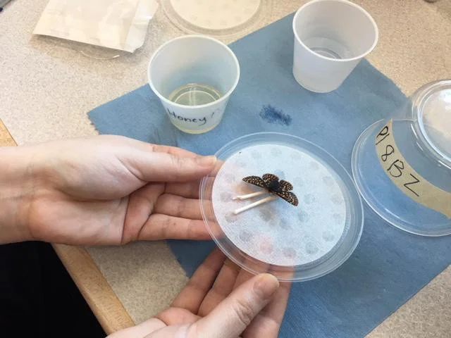 An adult Taylor’s checkerspot butterfly being fed in Coffee Creek’s butterfly conservation lab. Courtesy of the Oregon Department of Corrections