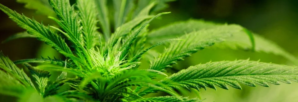 marijuana.jpg