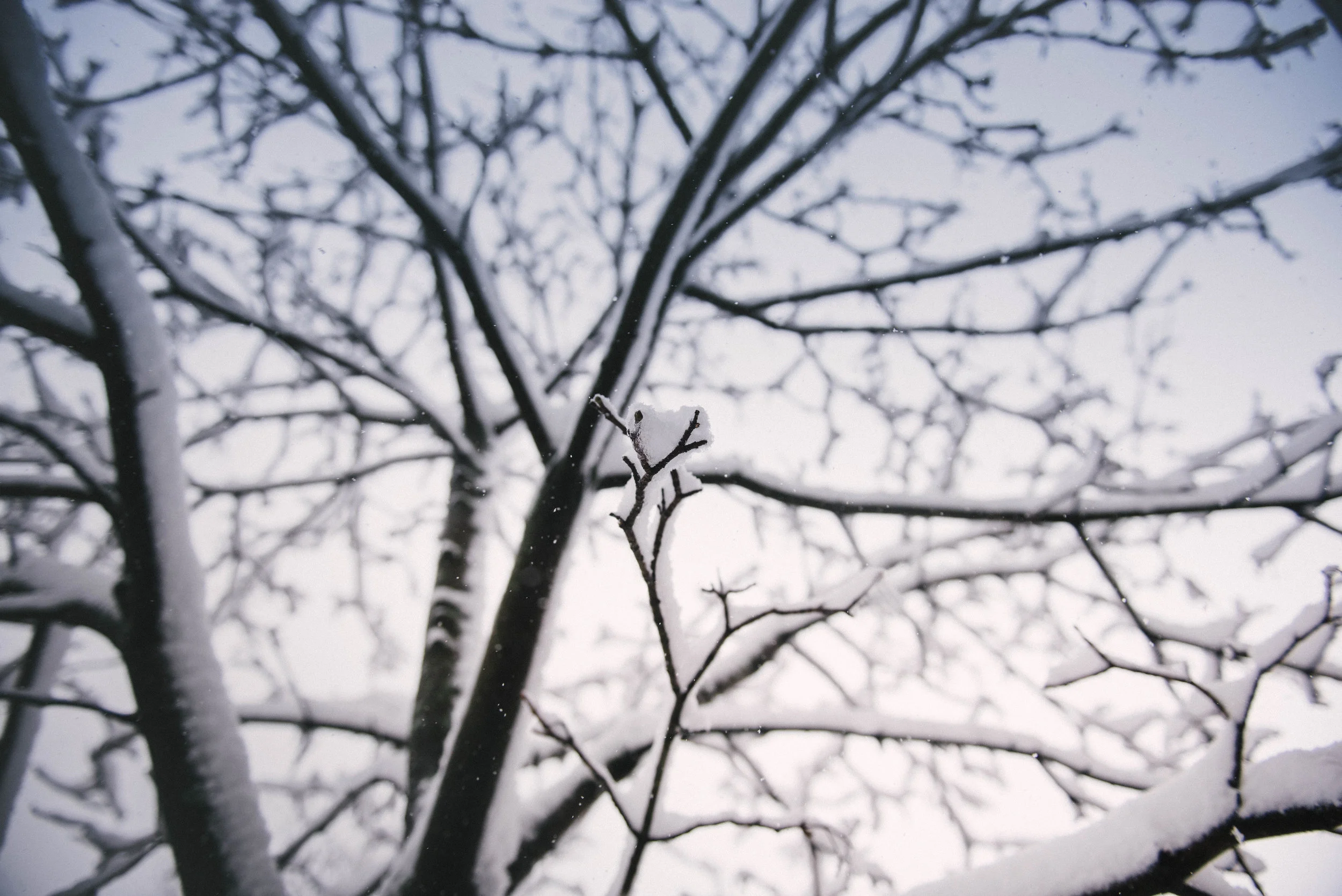 Trim branches before strong winds or ice do damage to surrounding structures.