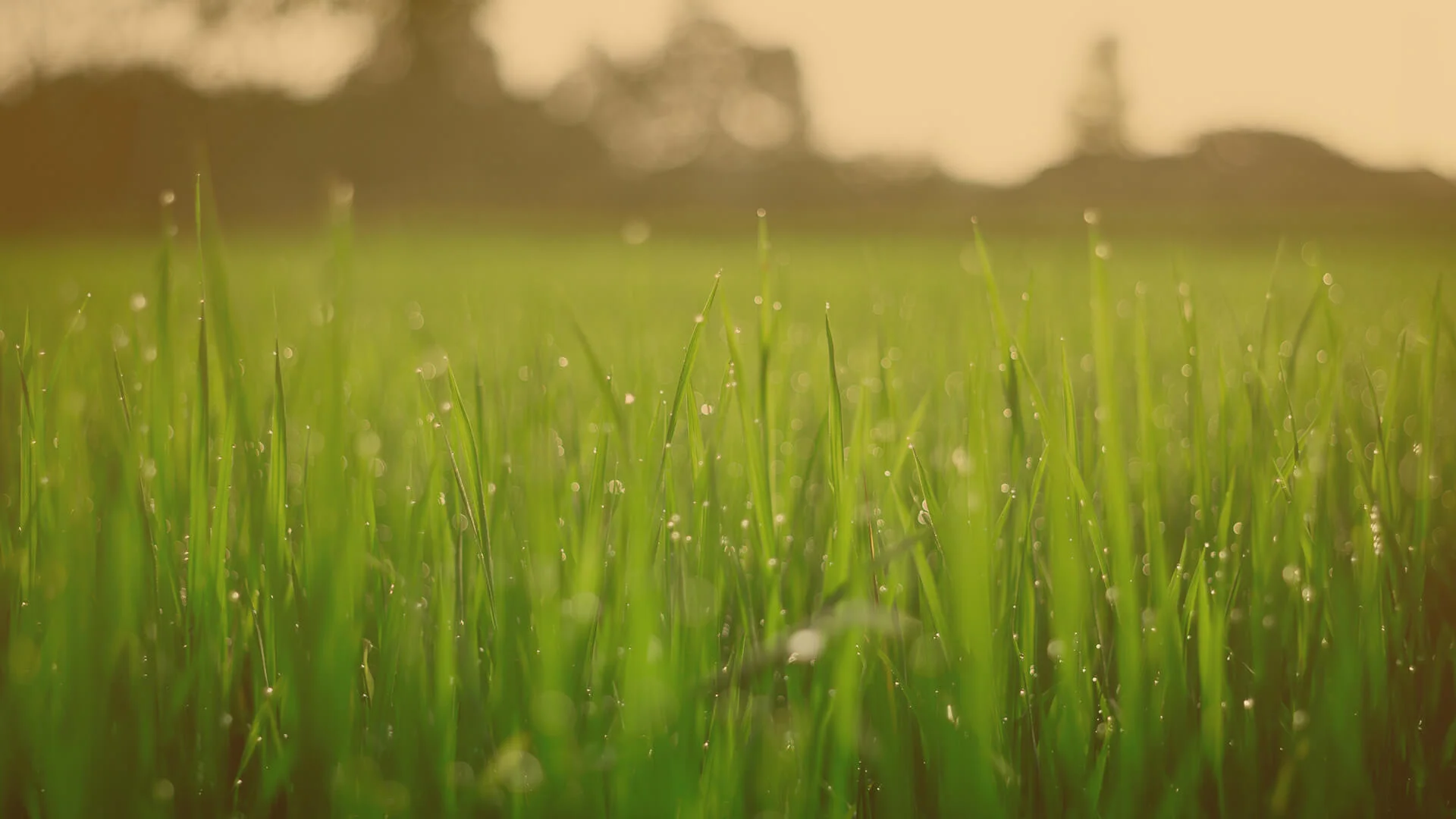 grass.jpg