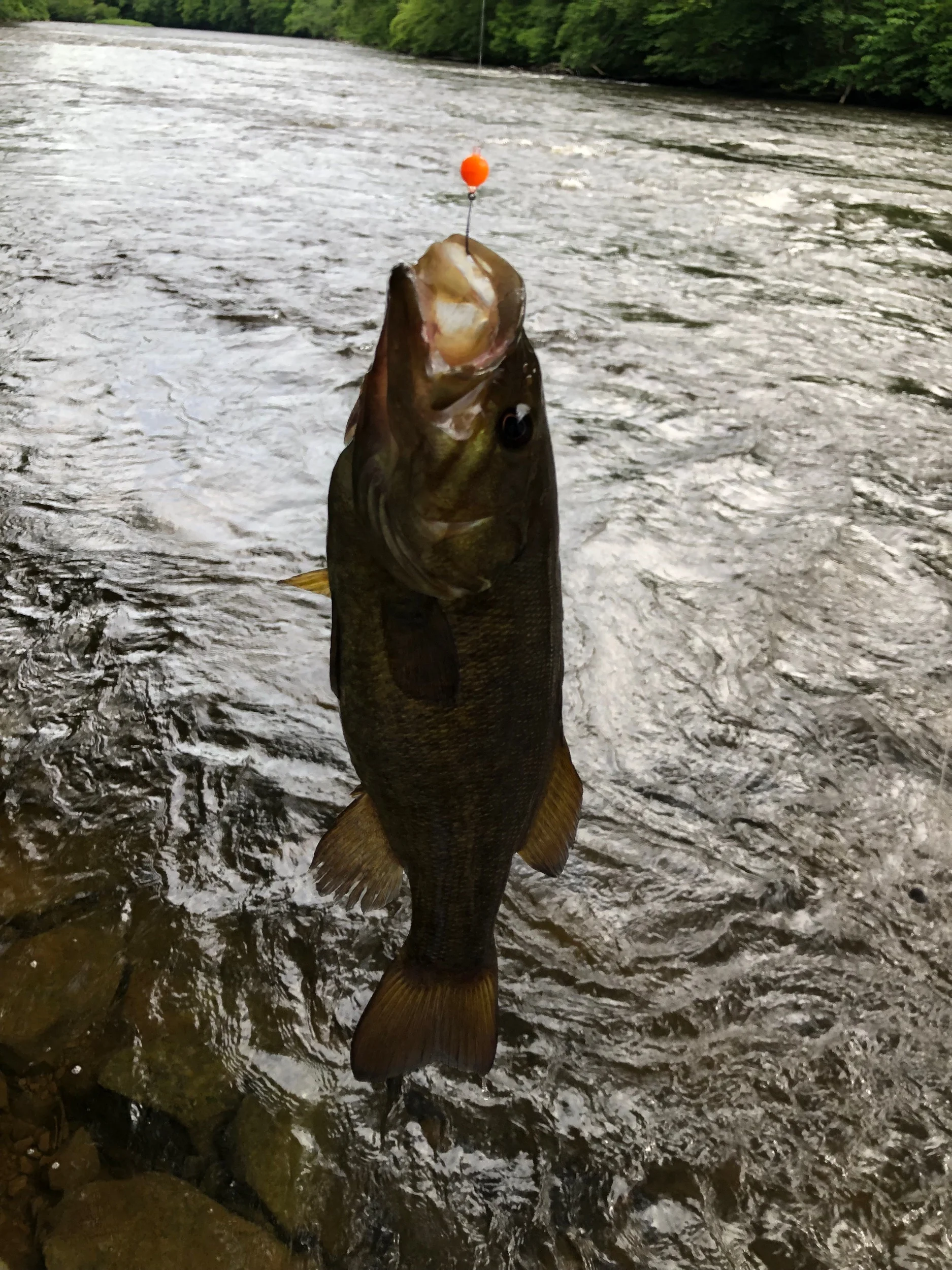 Still have bead from Steelhead haha