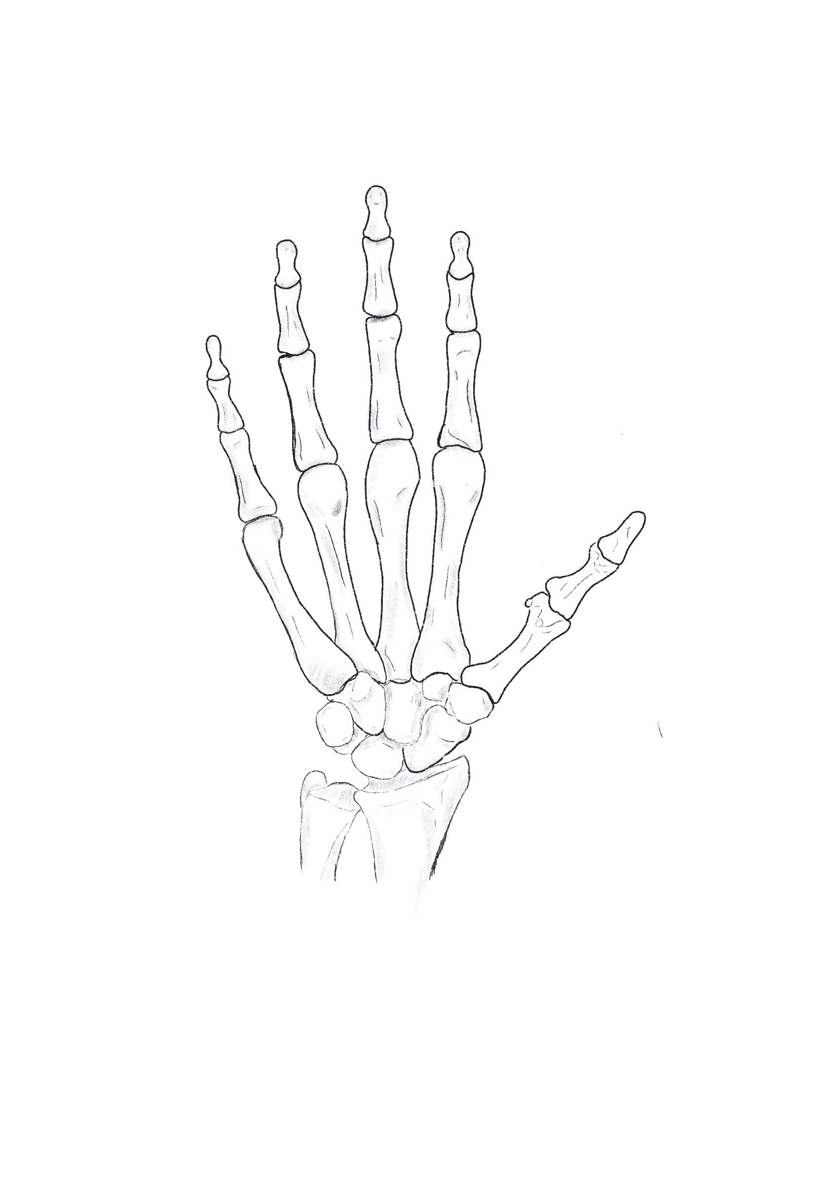 Hand_Anatomy_.jpg