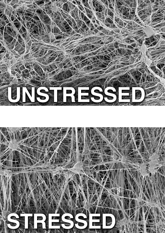 unstressed membrane_web_text.jpg