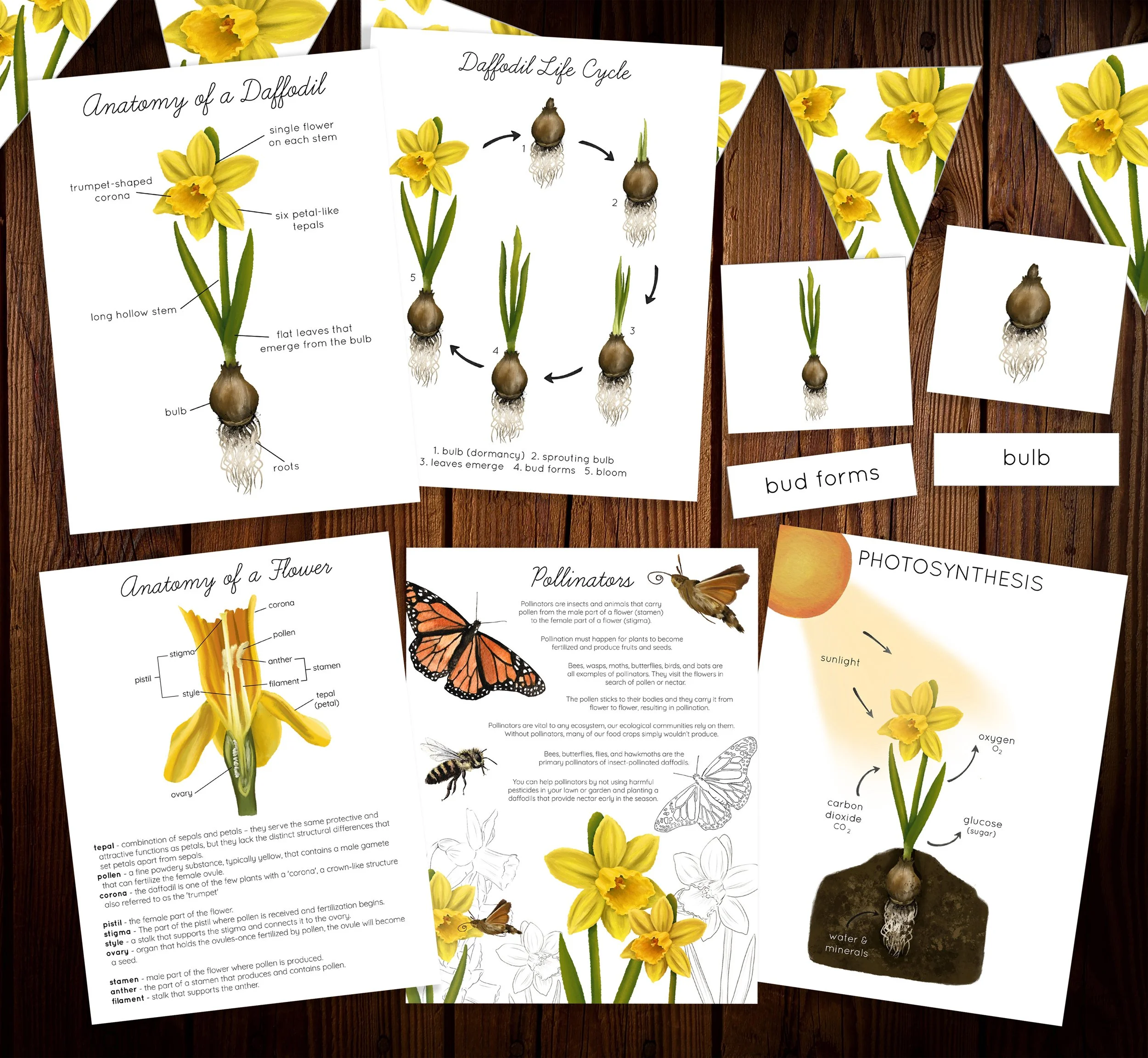 Sample interior pages from the Daffodil Nature Study showing botanical diagrams, flower anatomy activities, and spring plant observations.