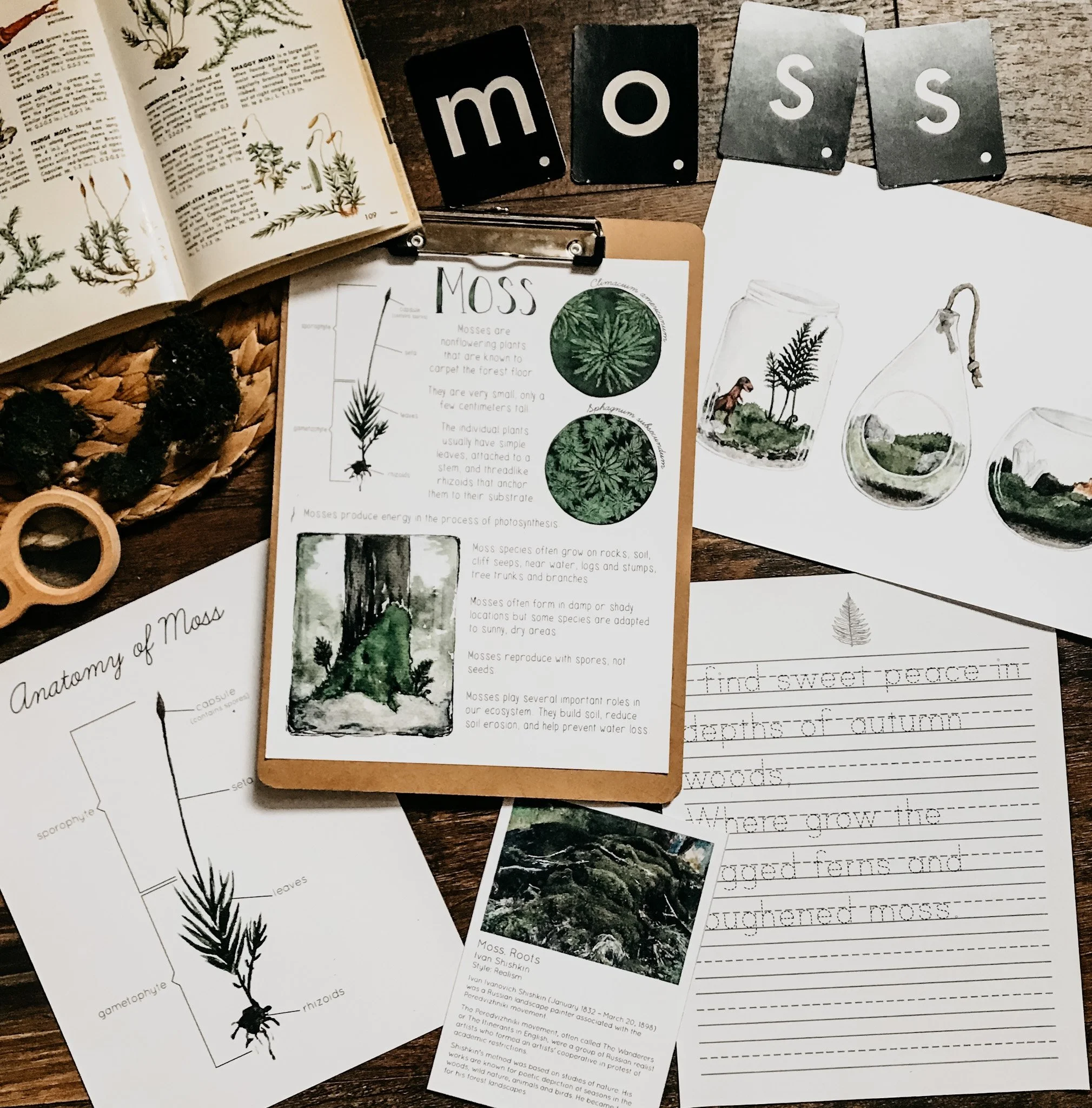 Image focusing on moss-related pages from the Mosses and Ferns Unit Study, including close-up illustrations and study pages.