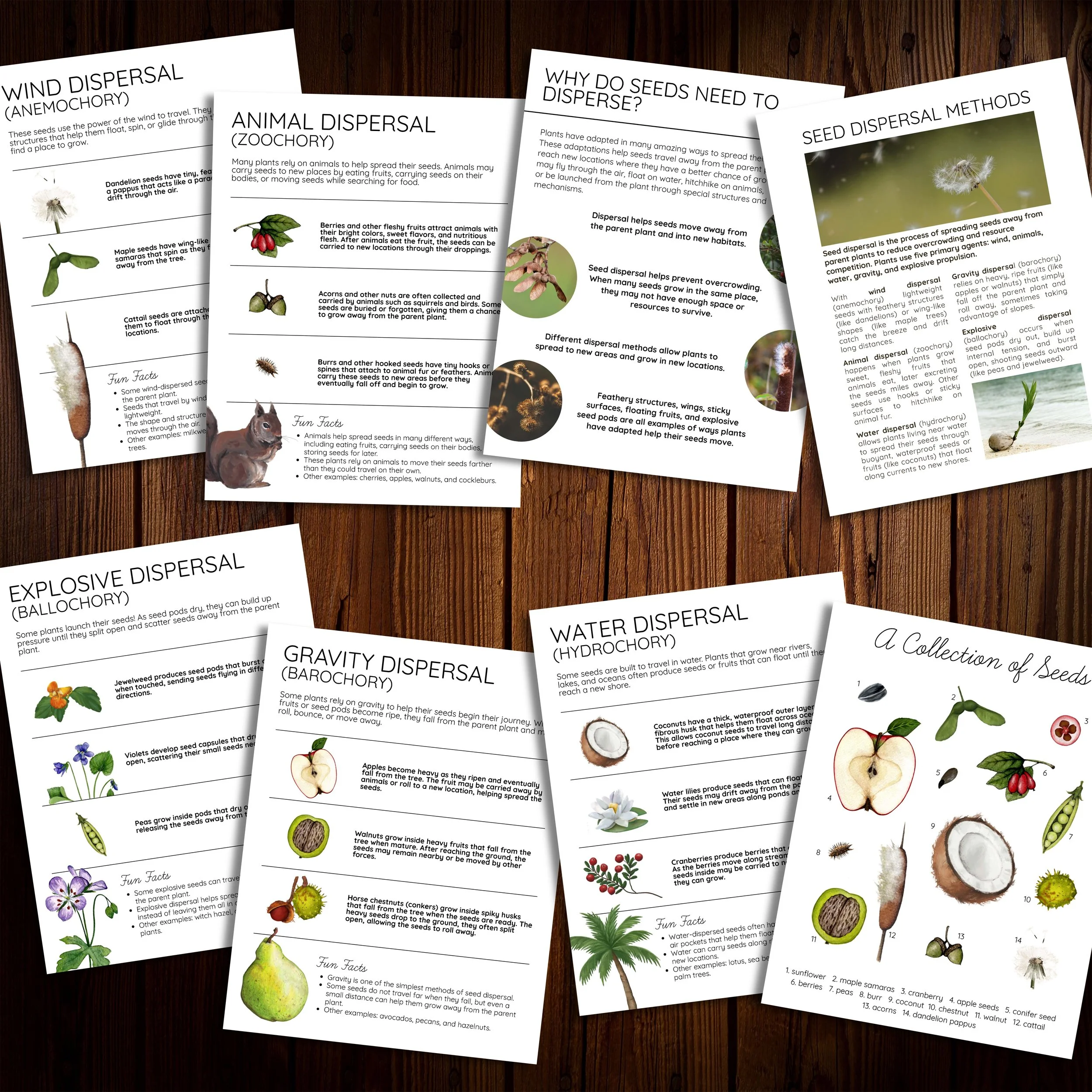Preview of the printable seed dispersal lesson featuring illustrated explanations, activities, and nature journaling prompts.