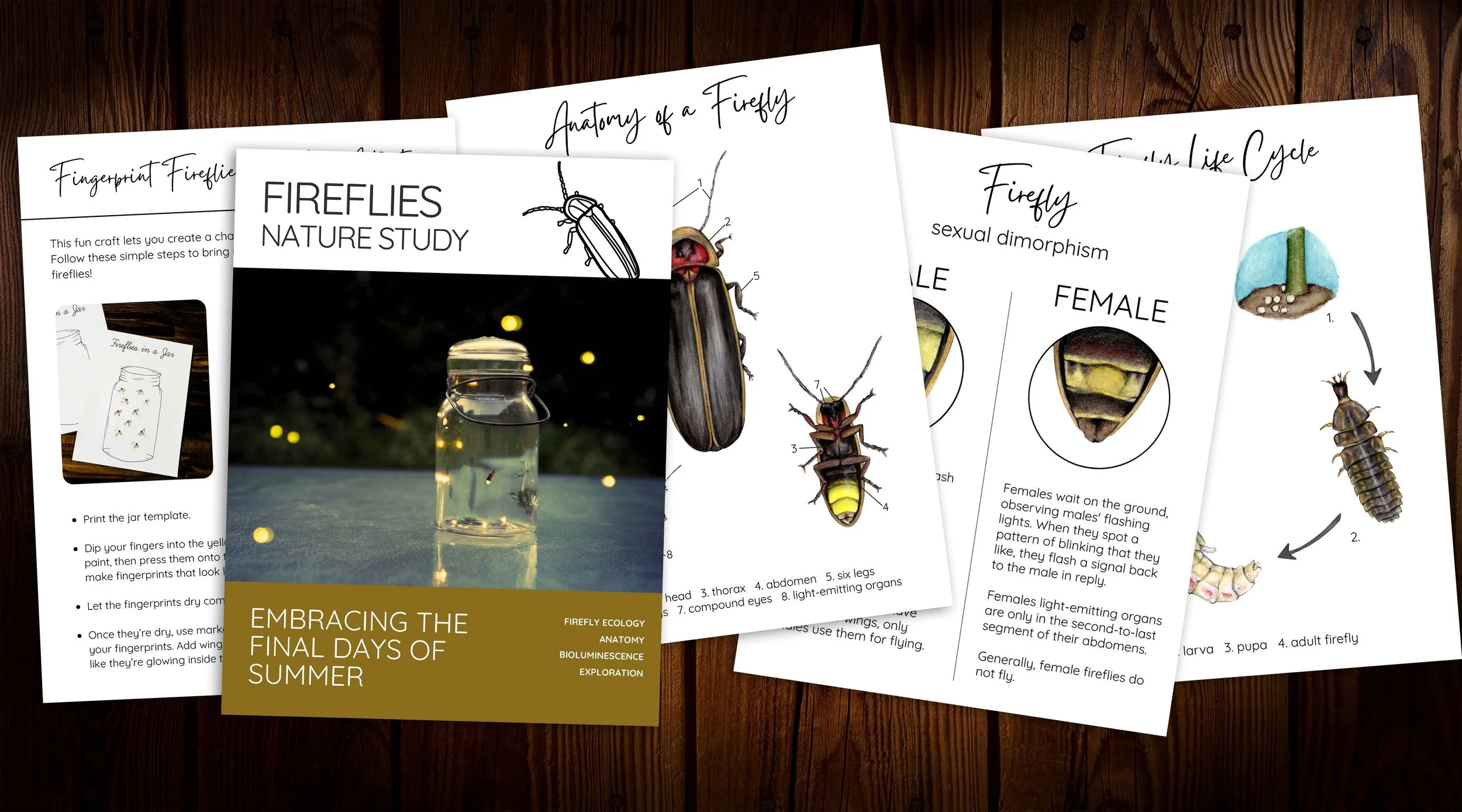 Firefly Study.jpg