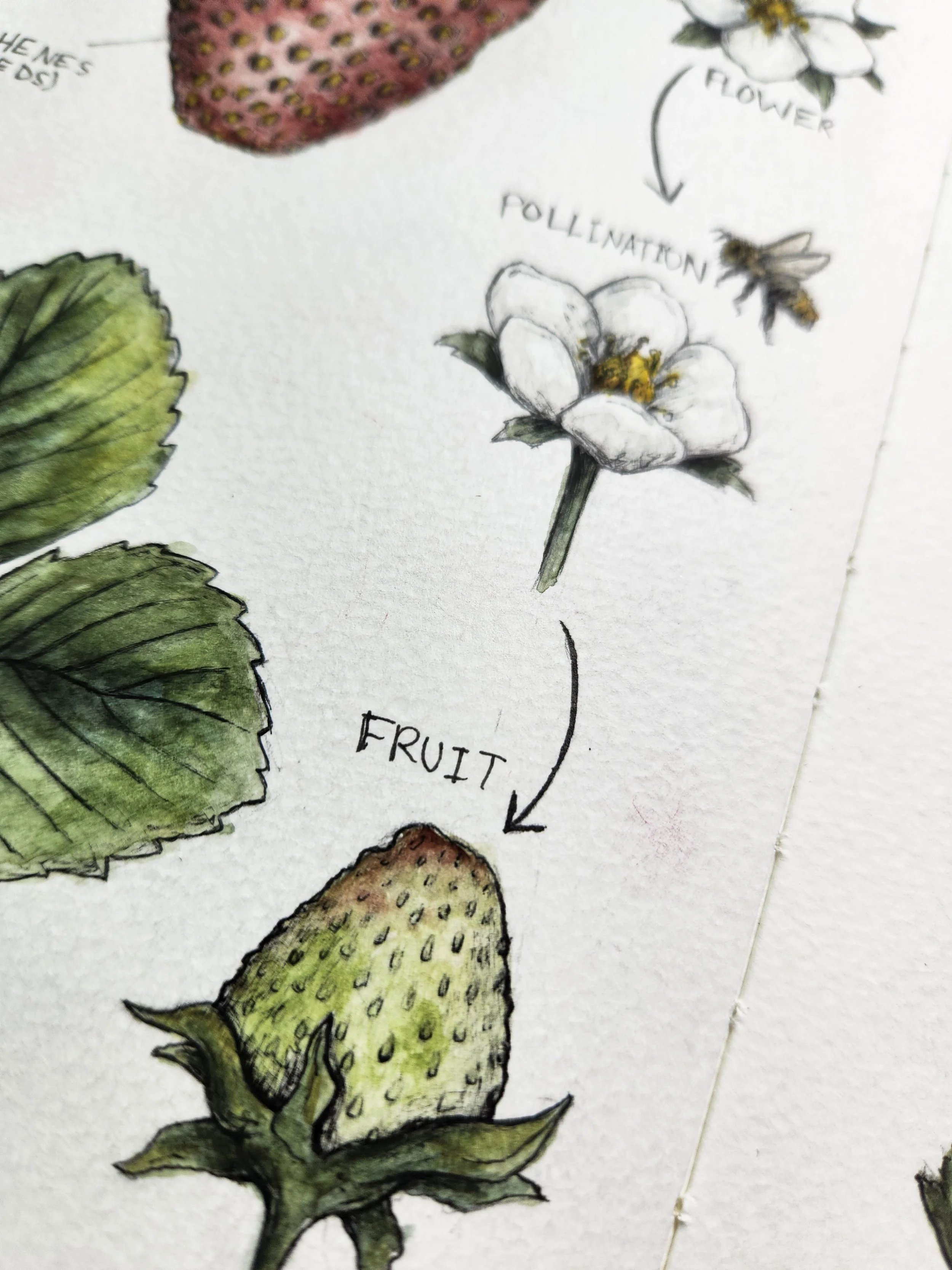 Close-up of transformation from flower to fruit in strawberries