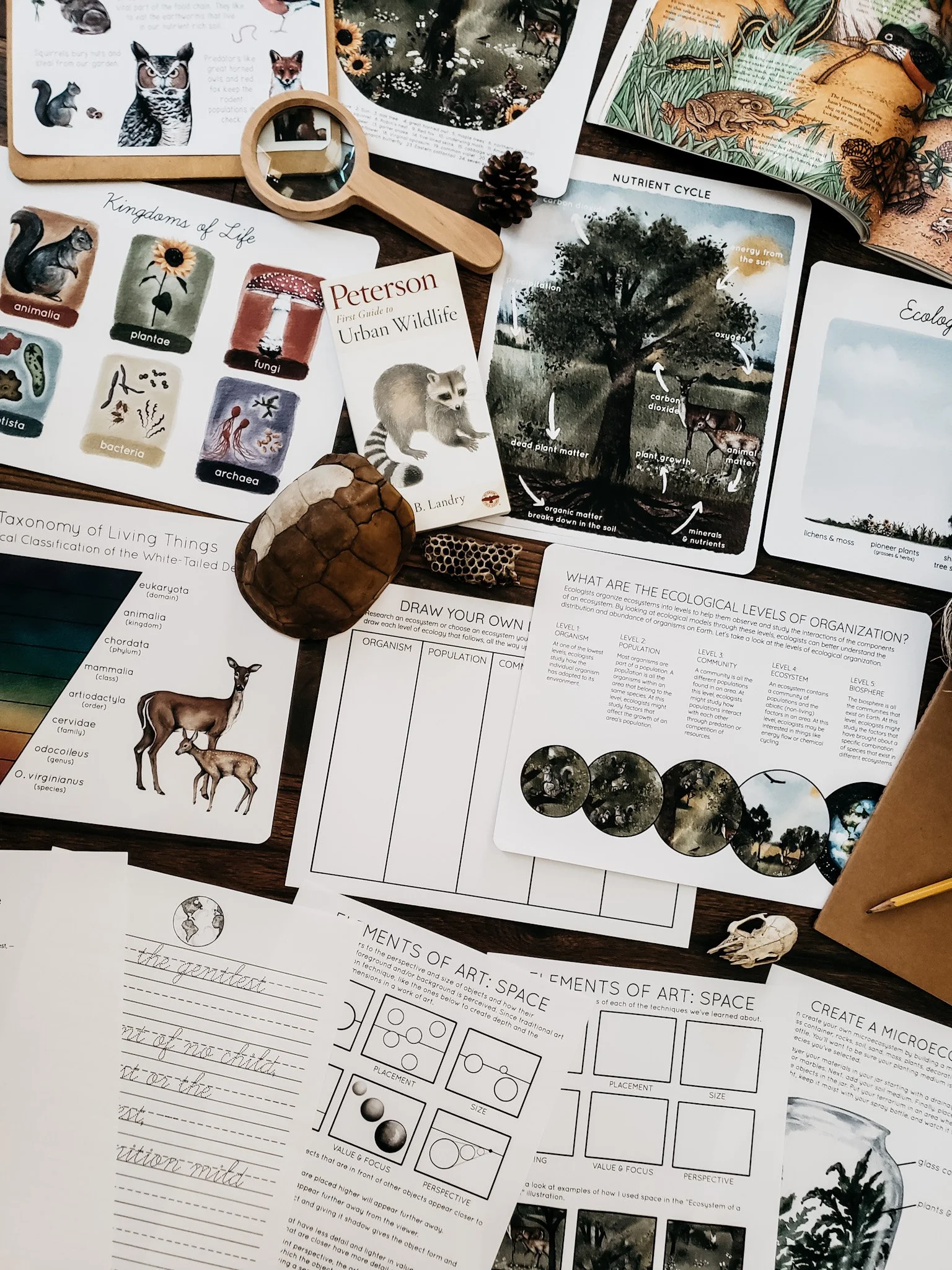 Alternate view of Backyard Ecology Unit Study pages showing different activities and learning materials.