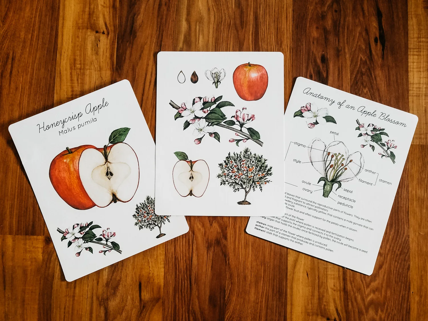 Apple Unit Study Bundle Stephanie Hathaway Designs Apple Unit Study Bundle Stephanie Hathaway Designs