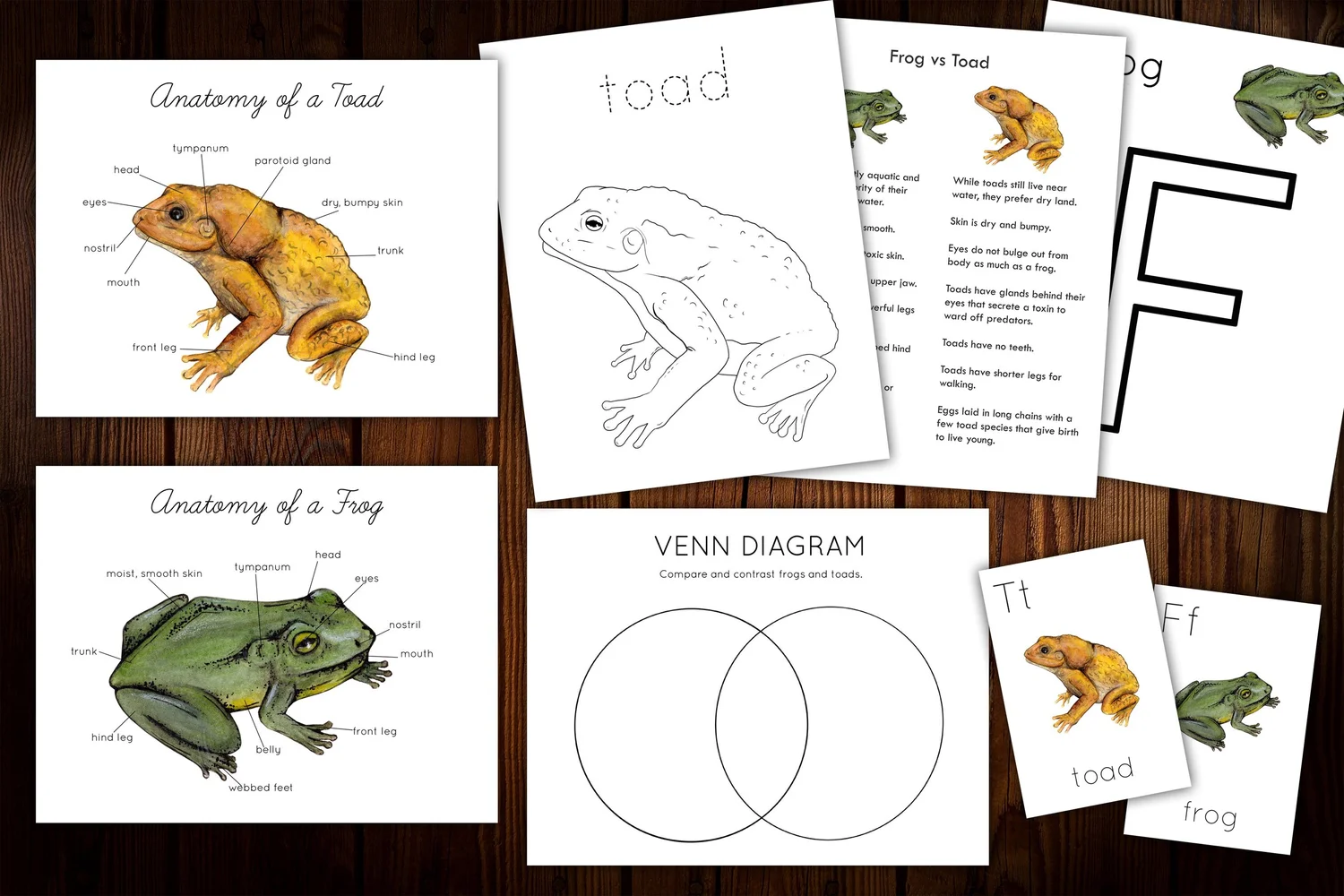 Frog and Toad Mini Nature Study — Stephanie Hathaway Designs