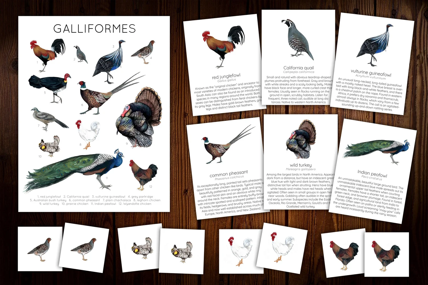 Galliformes Mini Nature Study — Stephanie Hathaway Designs