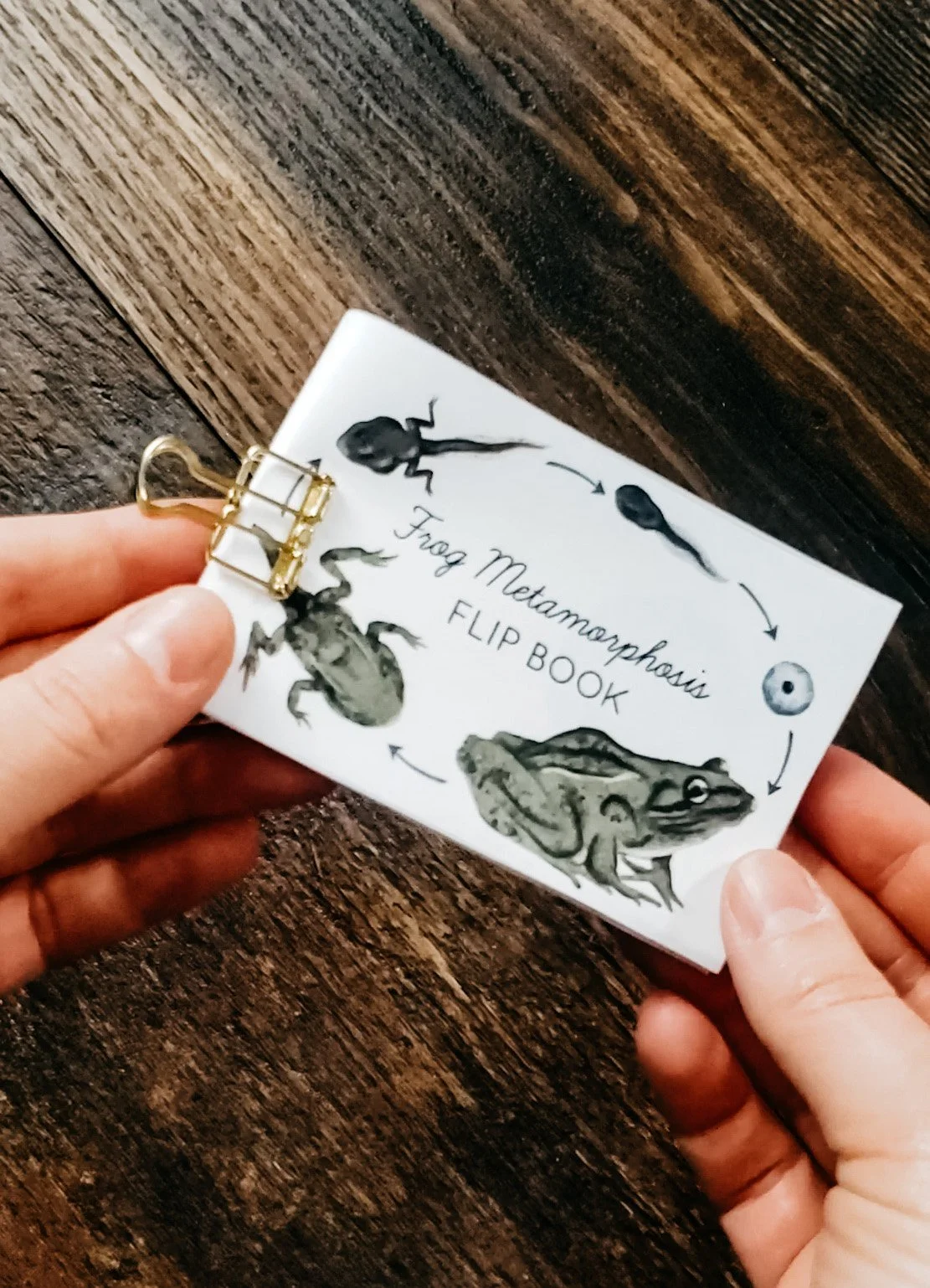 Dandelion Flip Book — Stephanie Hathaway Designs