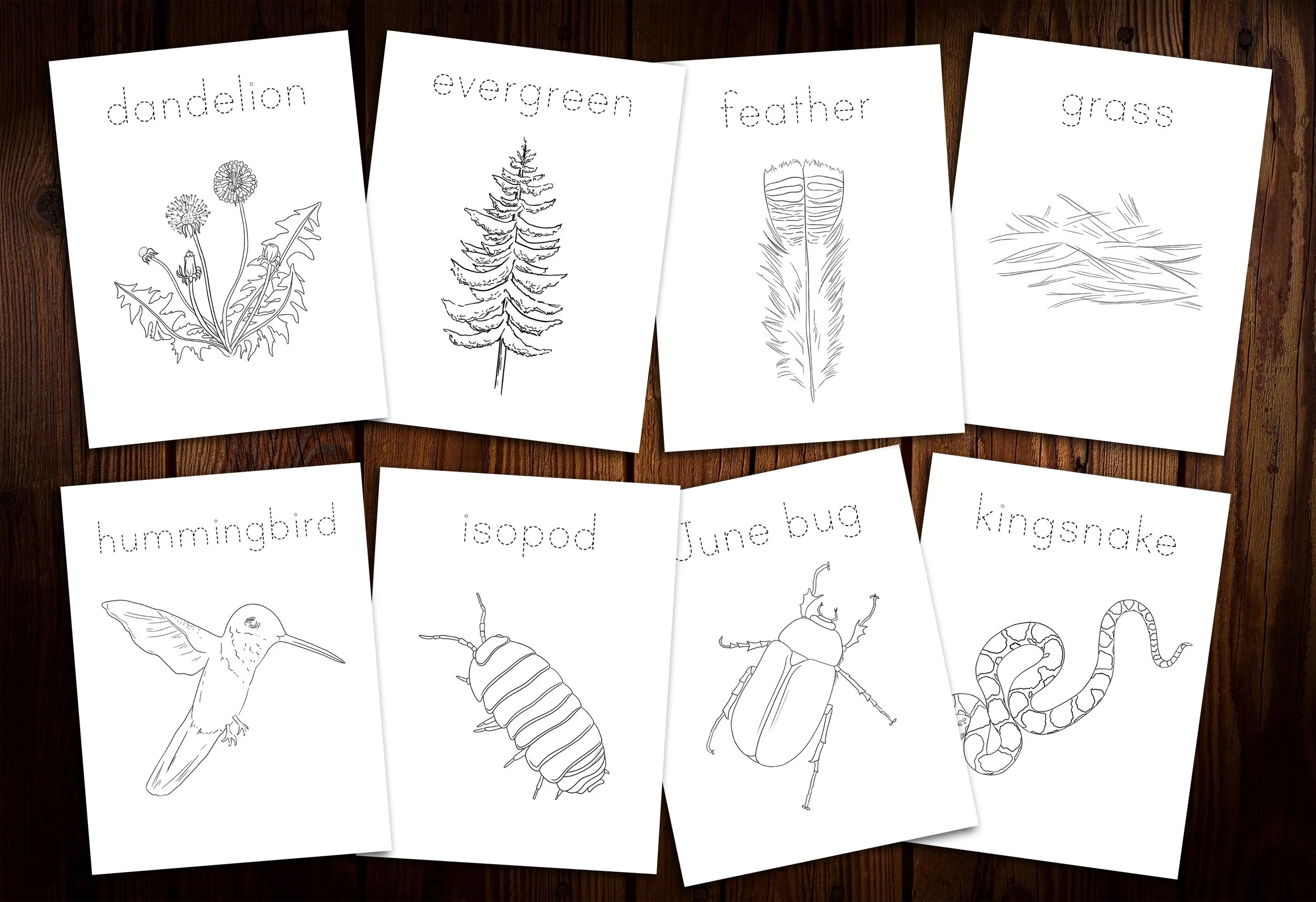 Backyard Nature Coloring Page Promo Image.jpg