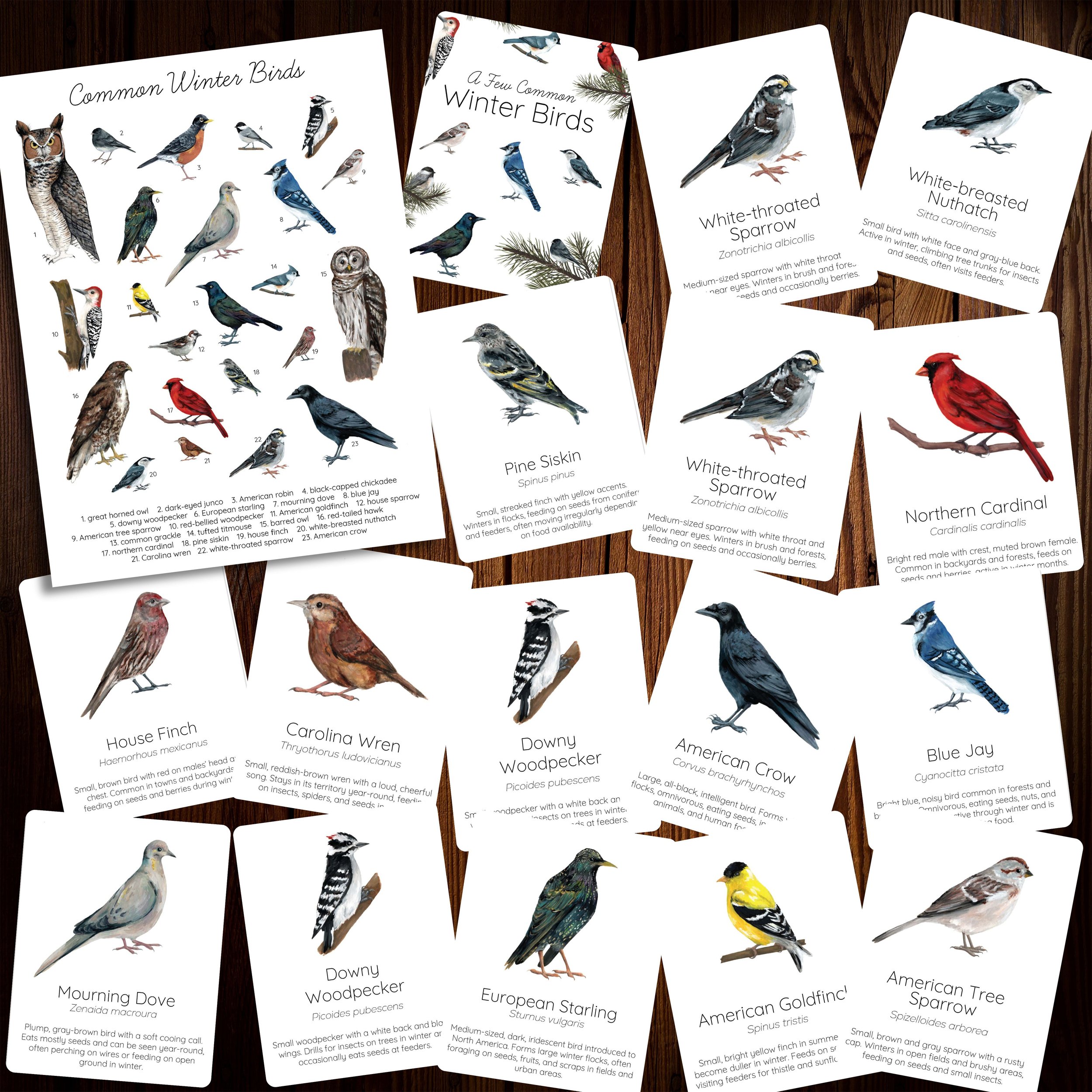  Winter bird identification poster with matching identification cards. 