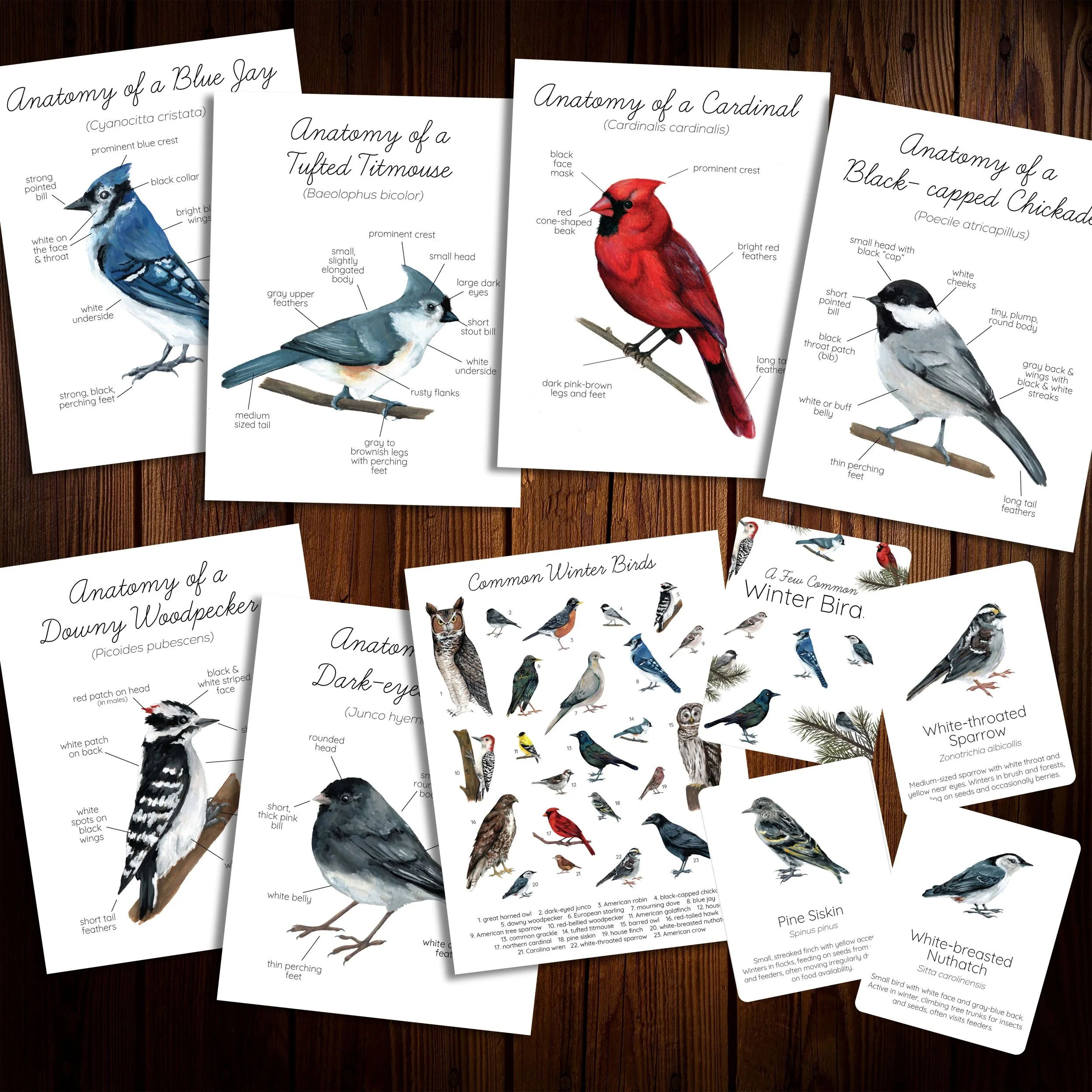  Bird anatomy posters, common winter bird species posters, and bird identification cards from the Winter Birds Nature Study. 