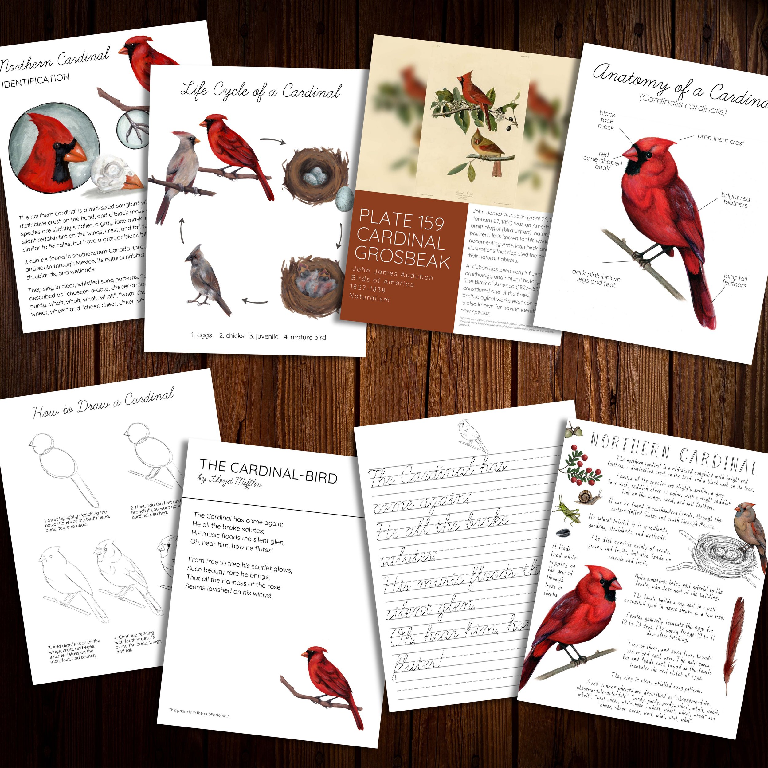  Northern cardinal study pages including identification, life cycle, art study, anatomy, drawing lesson, public domain poetry, and a nature journal example. 