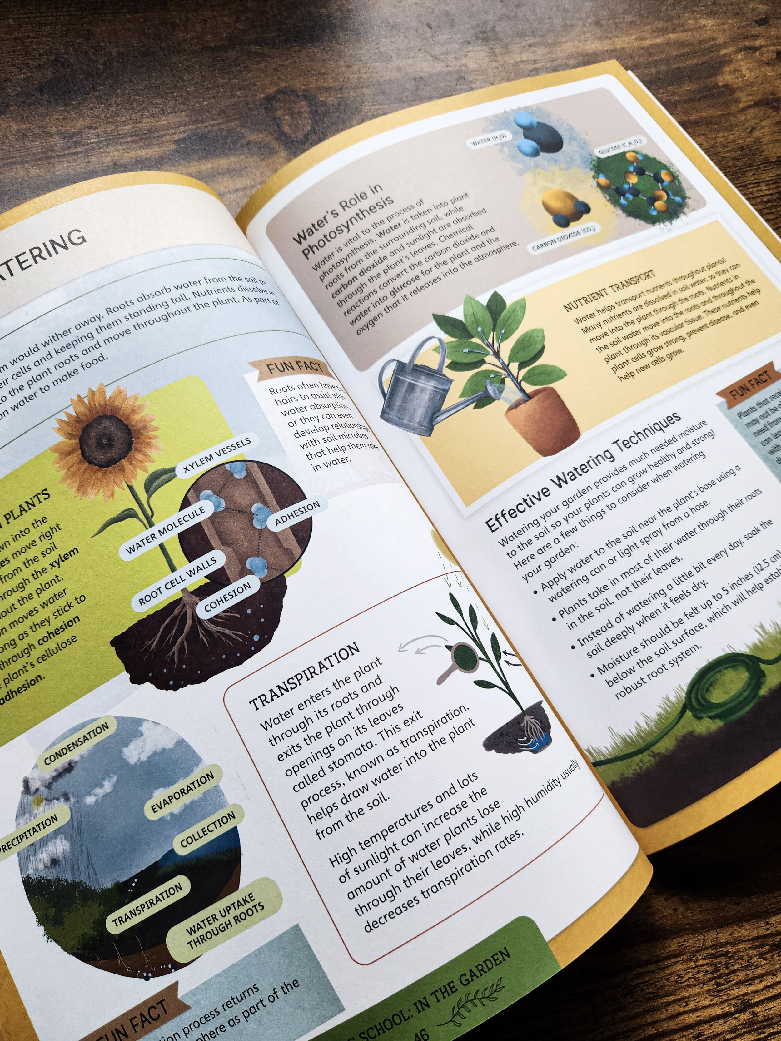  Book spread describing how plants take in and use water, including watering techniques and plant processes. 