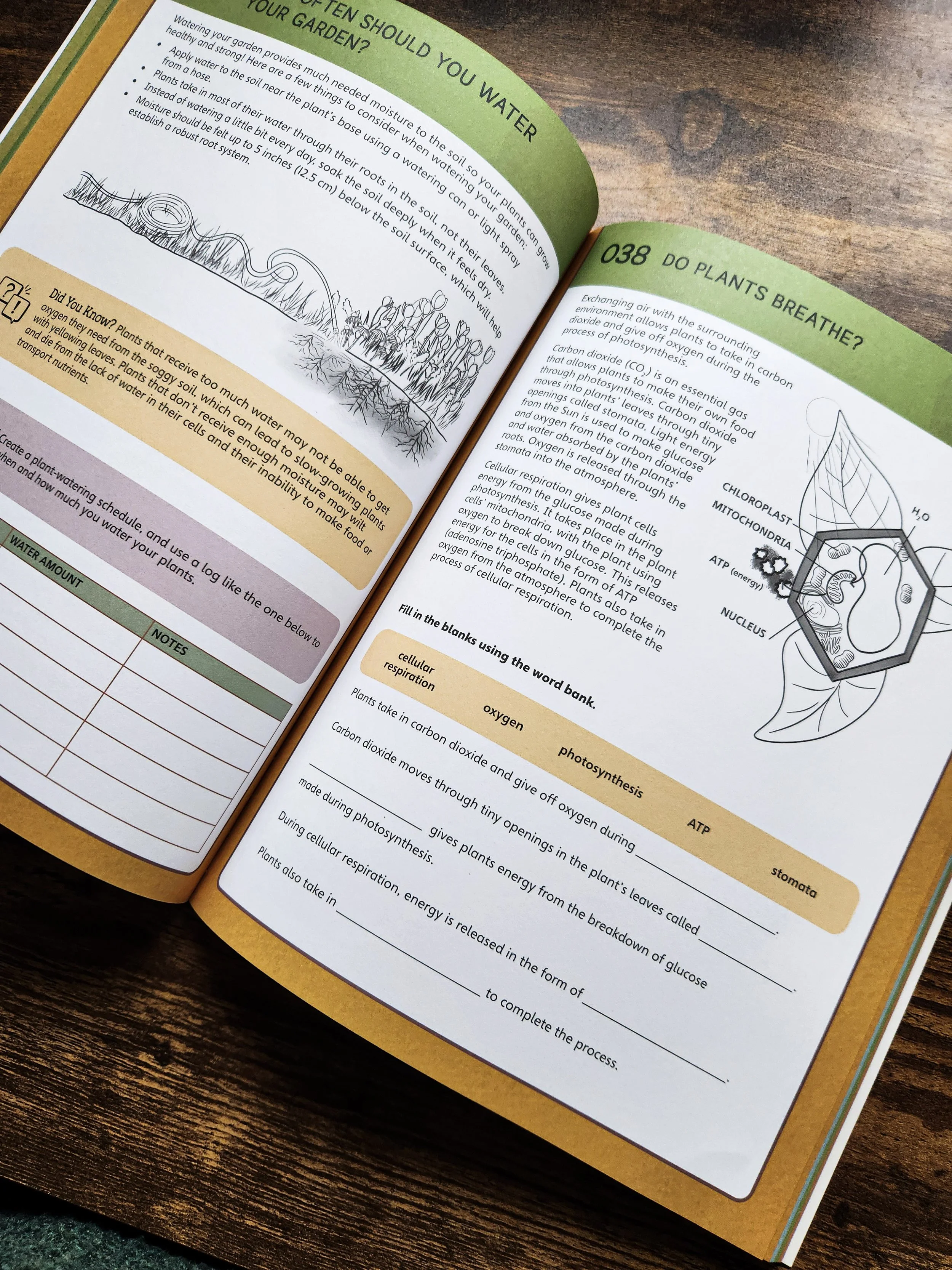  Example workbook spread with hands-on activities related to plant needs and garden science. 