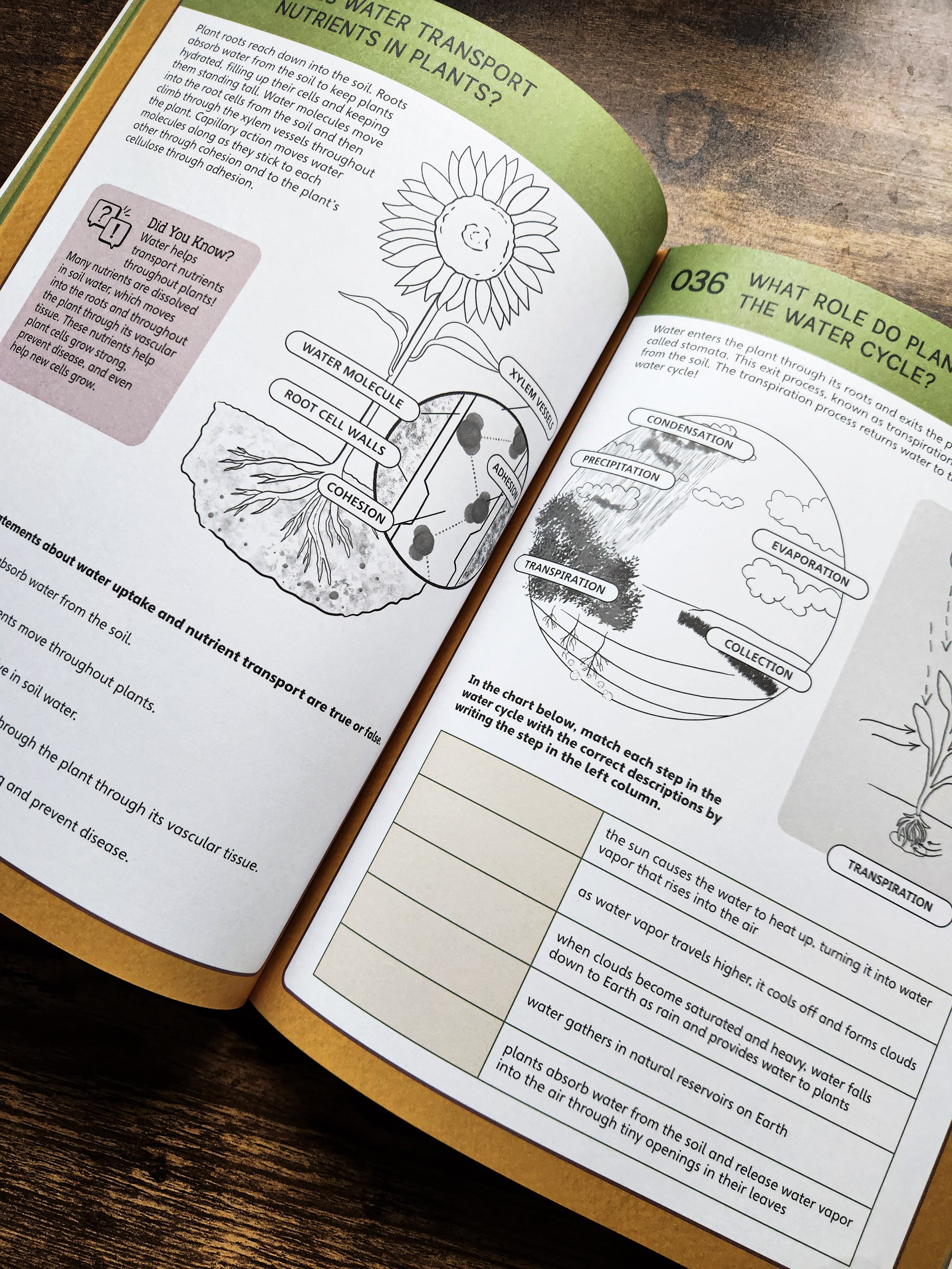  Workbook pages displayed alongside related book content, showing how activities connect to lessons. 