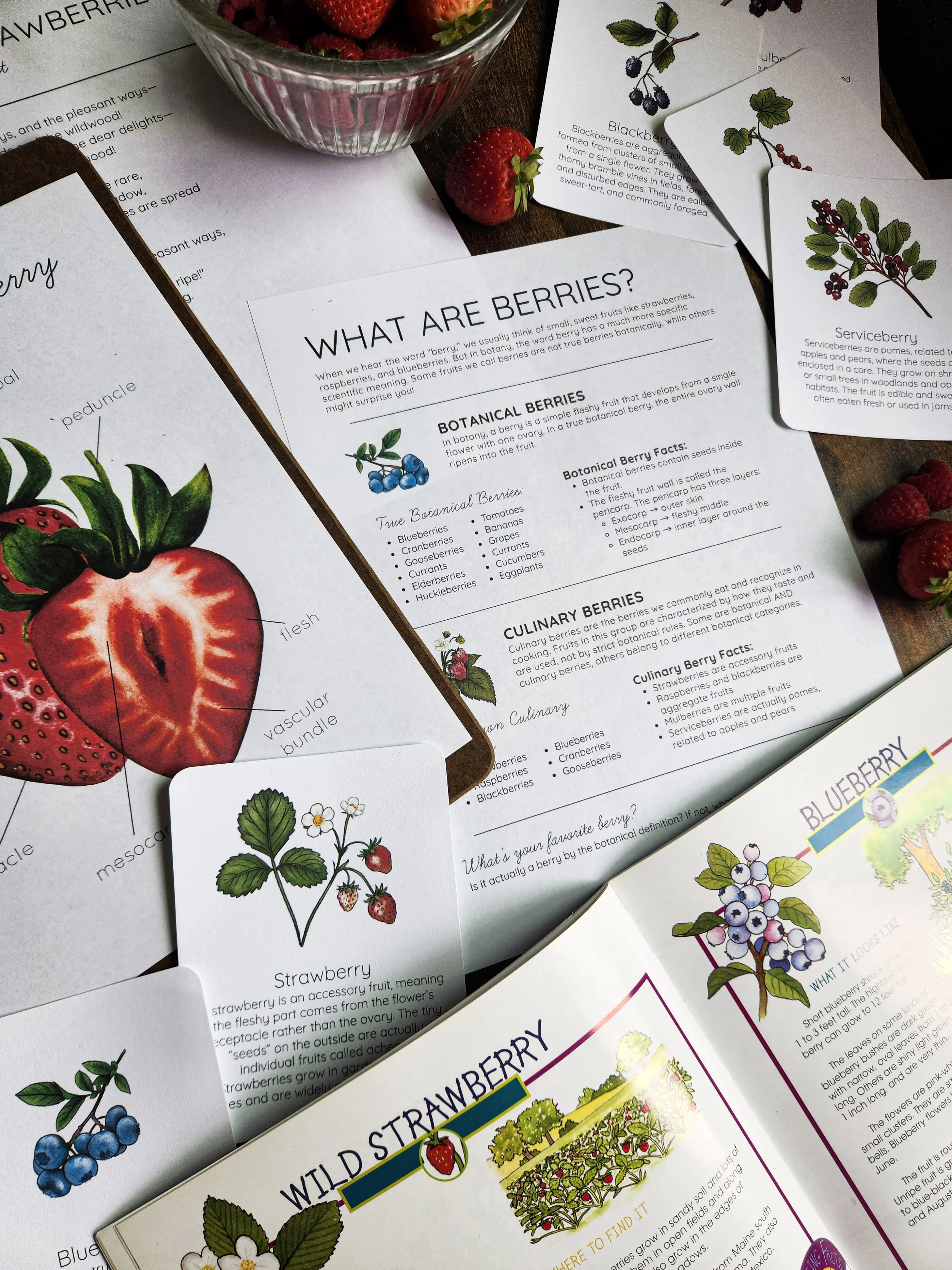 Flat lay featuring berry anatomy worksheet and “What Are Berries?” educational page