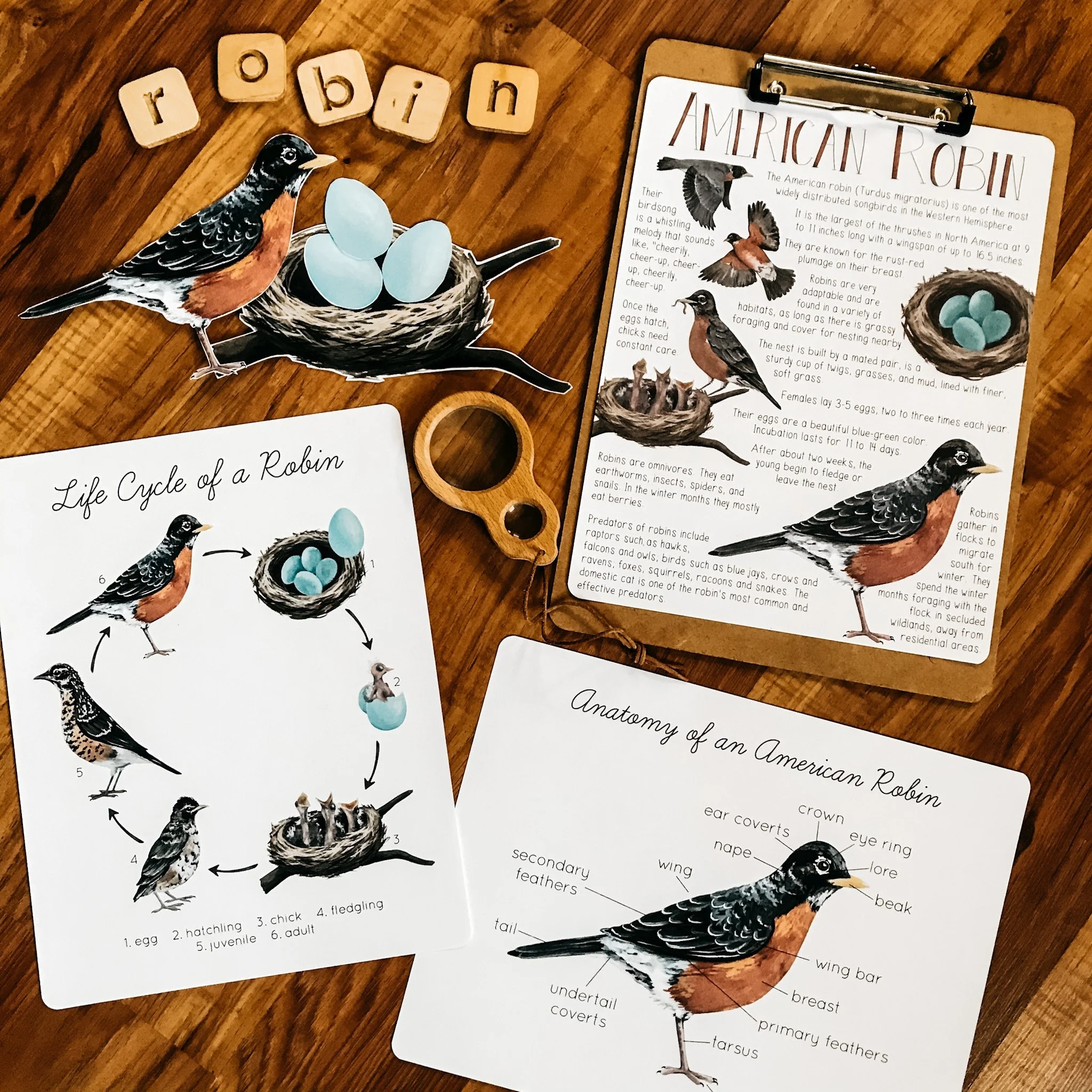 Stephanie Hathaway Robin Unit Study 2.jpg (Copy)