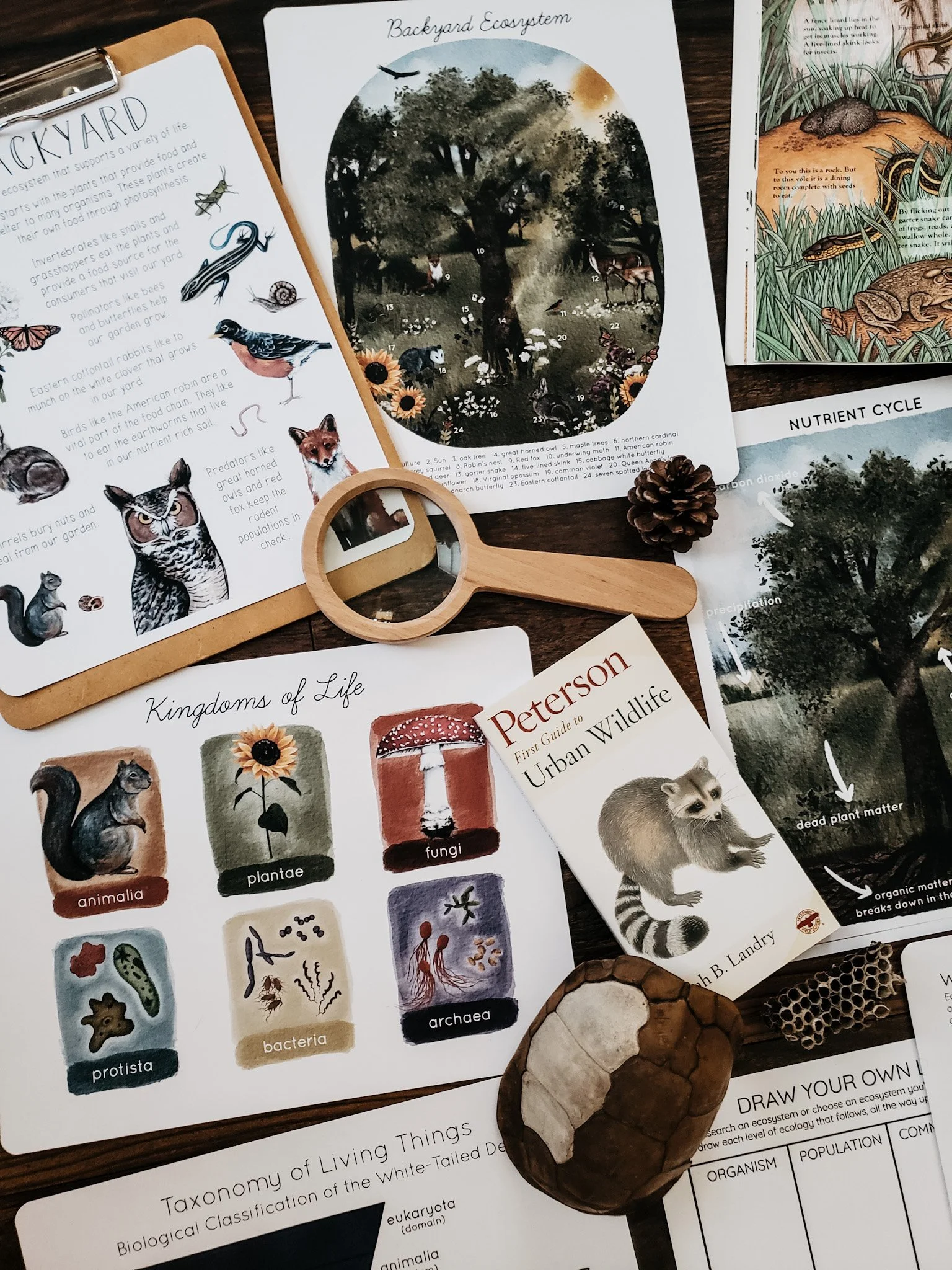 Third angle image displaying Backyard Ecology Unit Study pages to show the variety of content included.