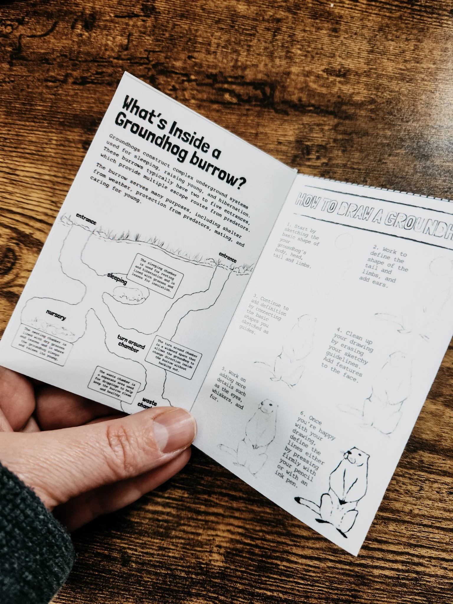 Inside pages of the groundhog mini zine showing burrow diagrams with labeled chambers and a step-by-step guide on how to draw a groundhog.