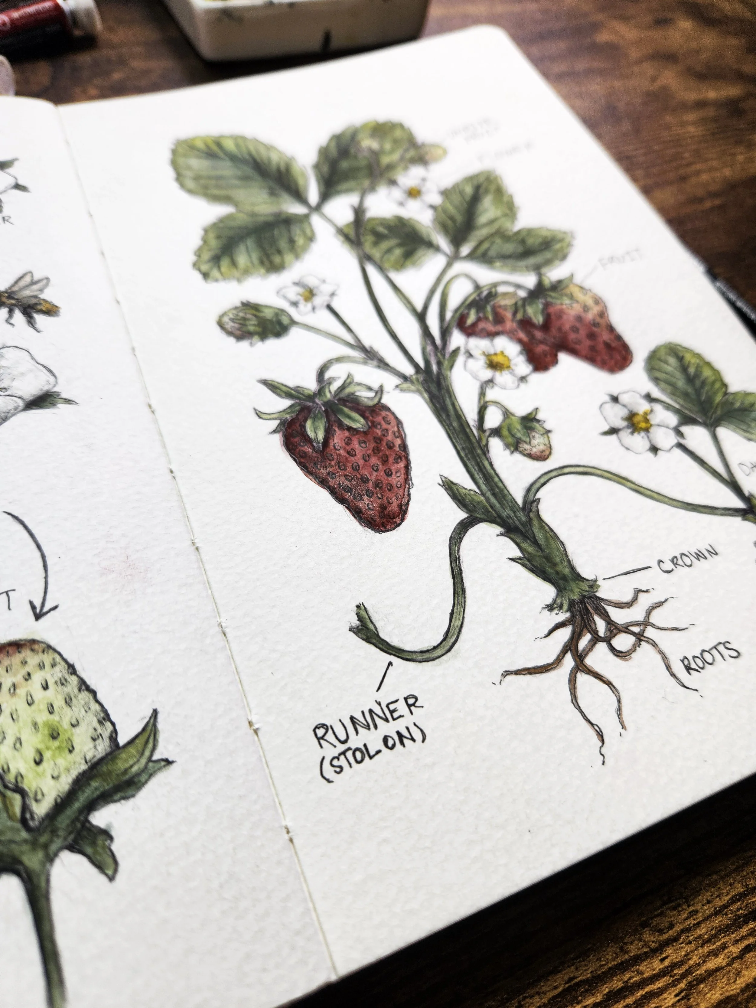 Close-up of labeled strawberry plant botanical illustration