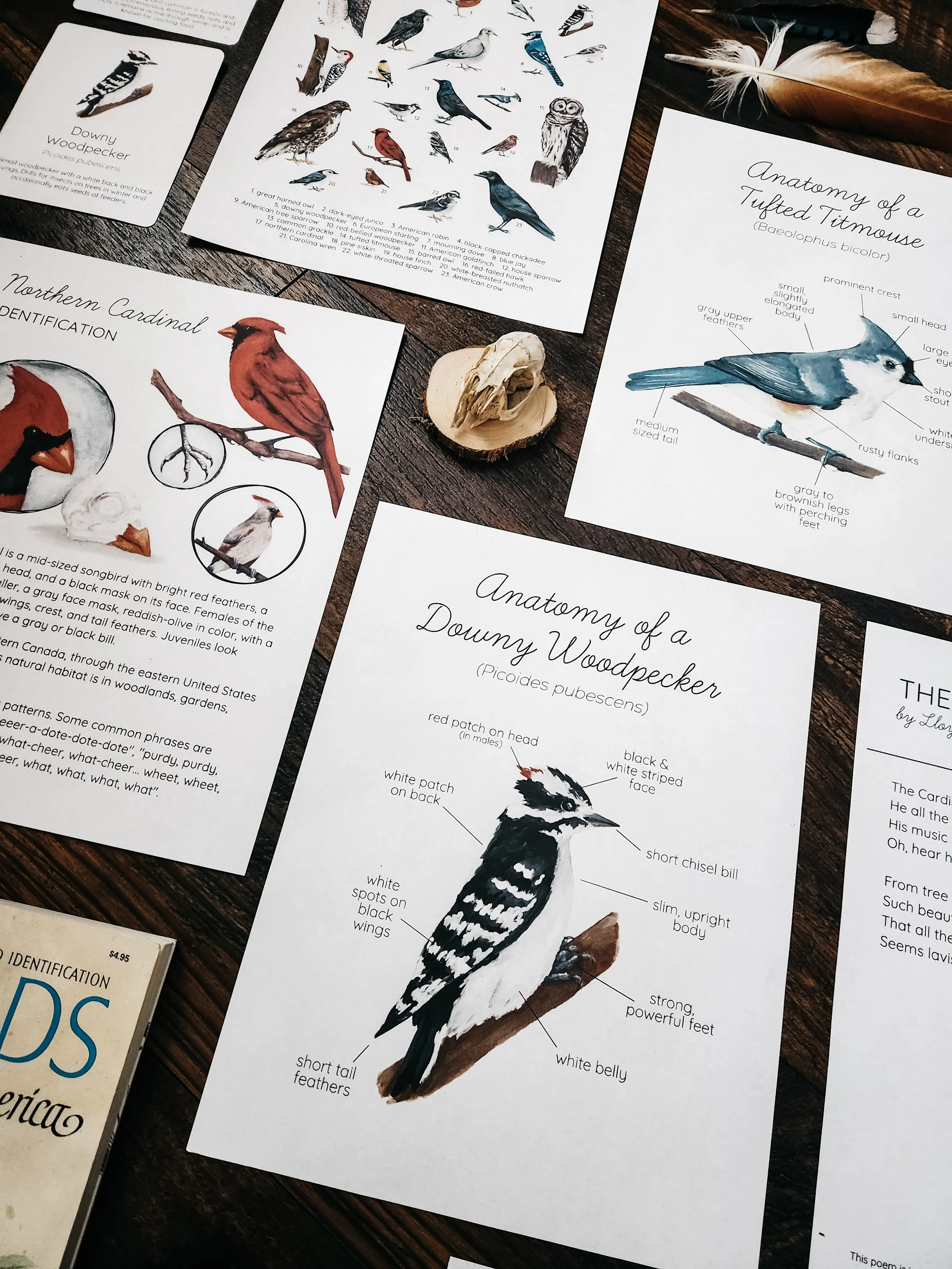 Flat lay of Winter Birds Nature Study materials including a bird poster, identification cards, identification and anatomy posters, paired with a bird skull, feathers, and a bird identification book.
