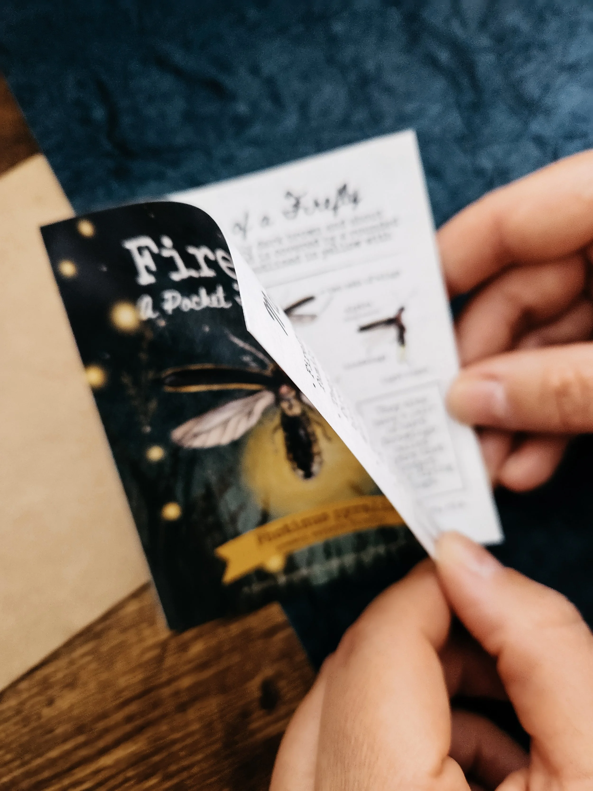 Open firefly pocket field guide showing illustrated pages with information about firefly anatomy, life cycle, habitat, and bioluminescence.