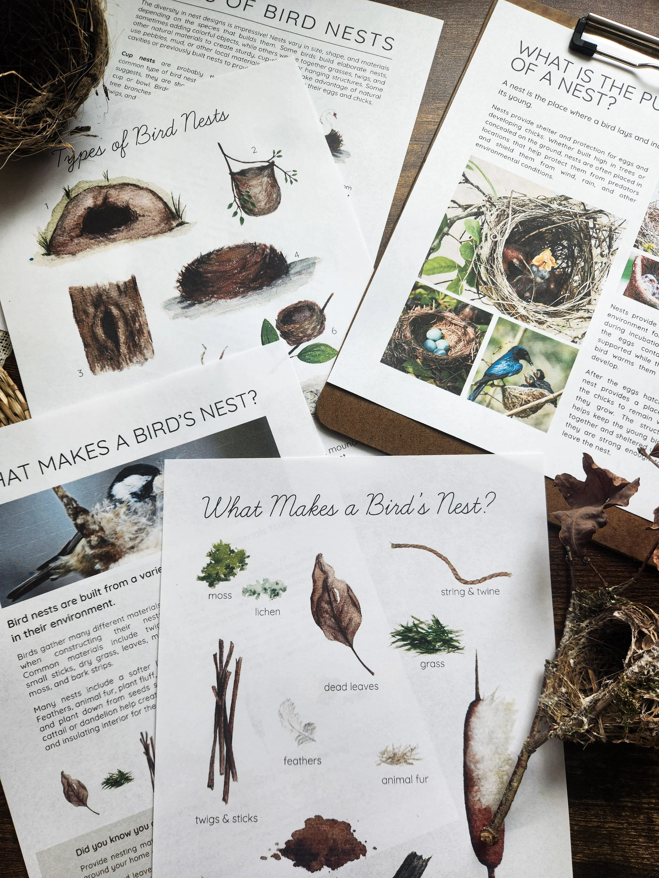 Images from nature study lesson featuring types of bird nests.