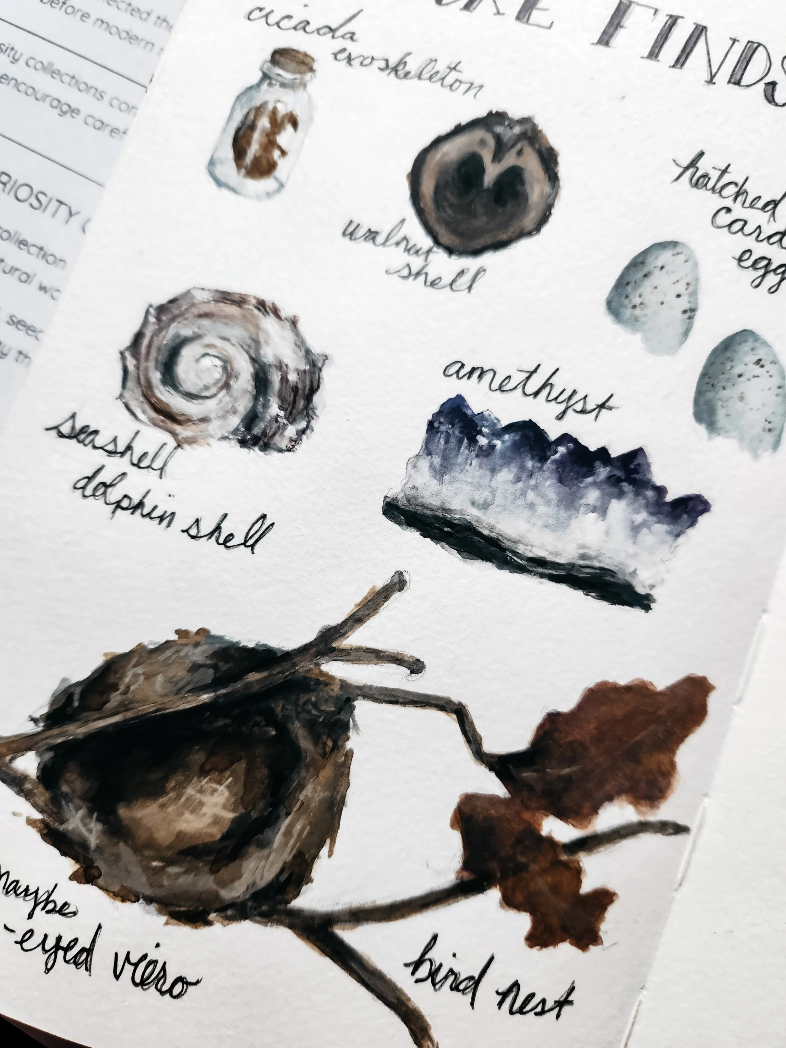 Nature’s Curiosities nature journaling lesson pages shown together.