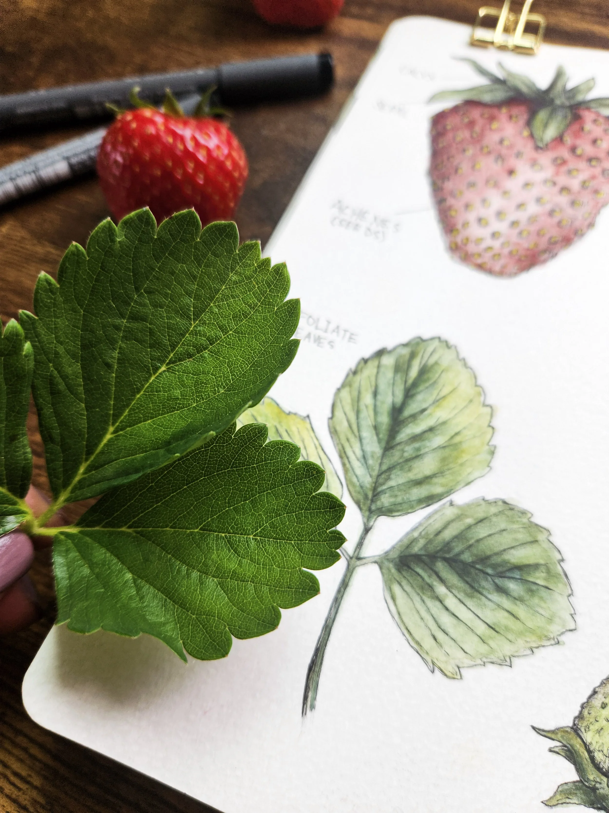 Nature journal spread studying strawberry leaves