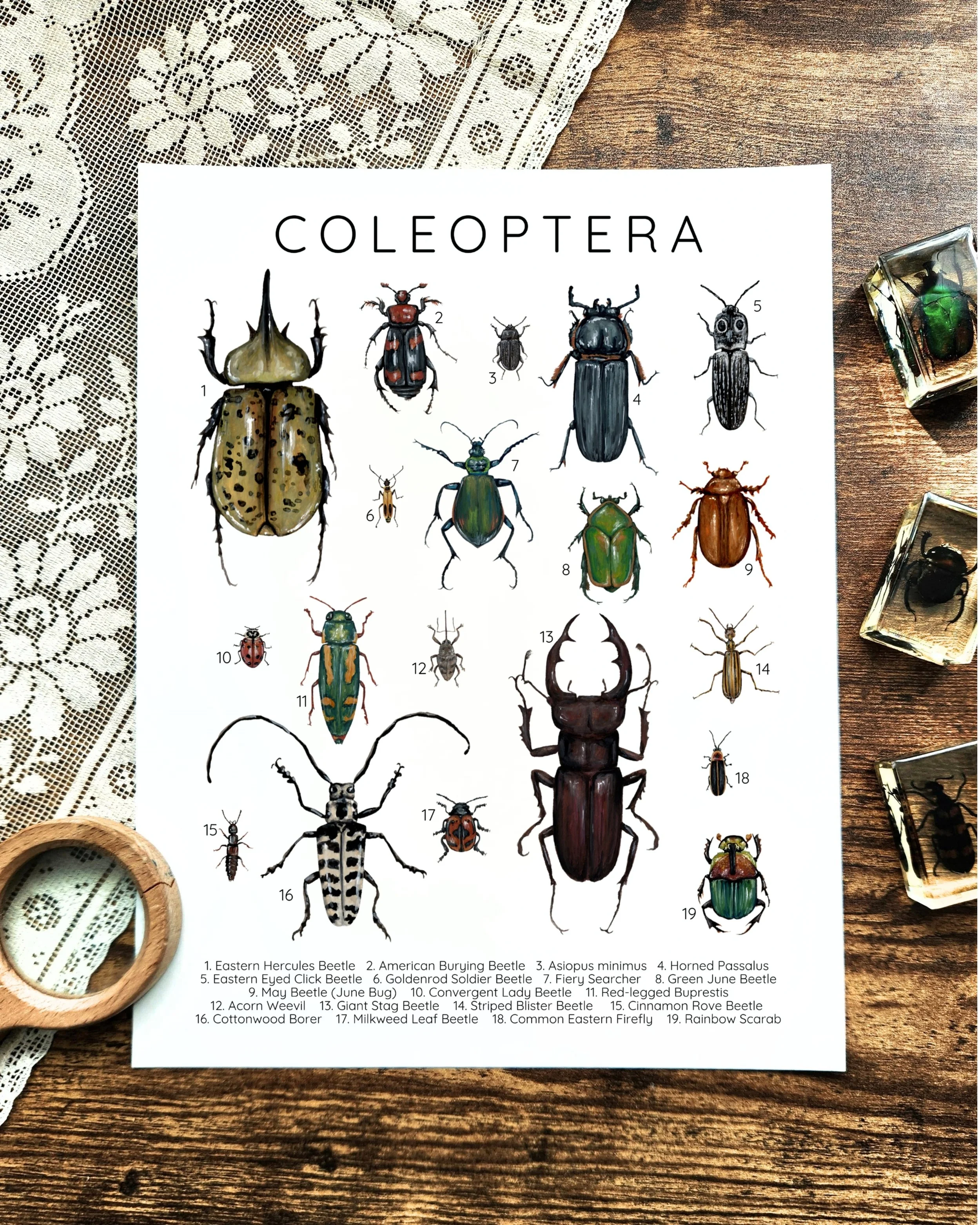 Beetle Poster Edited.jpg