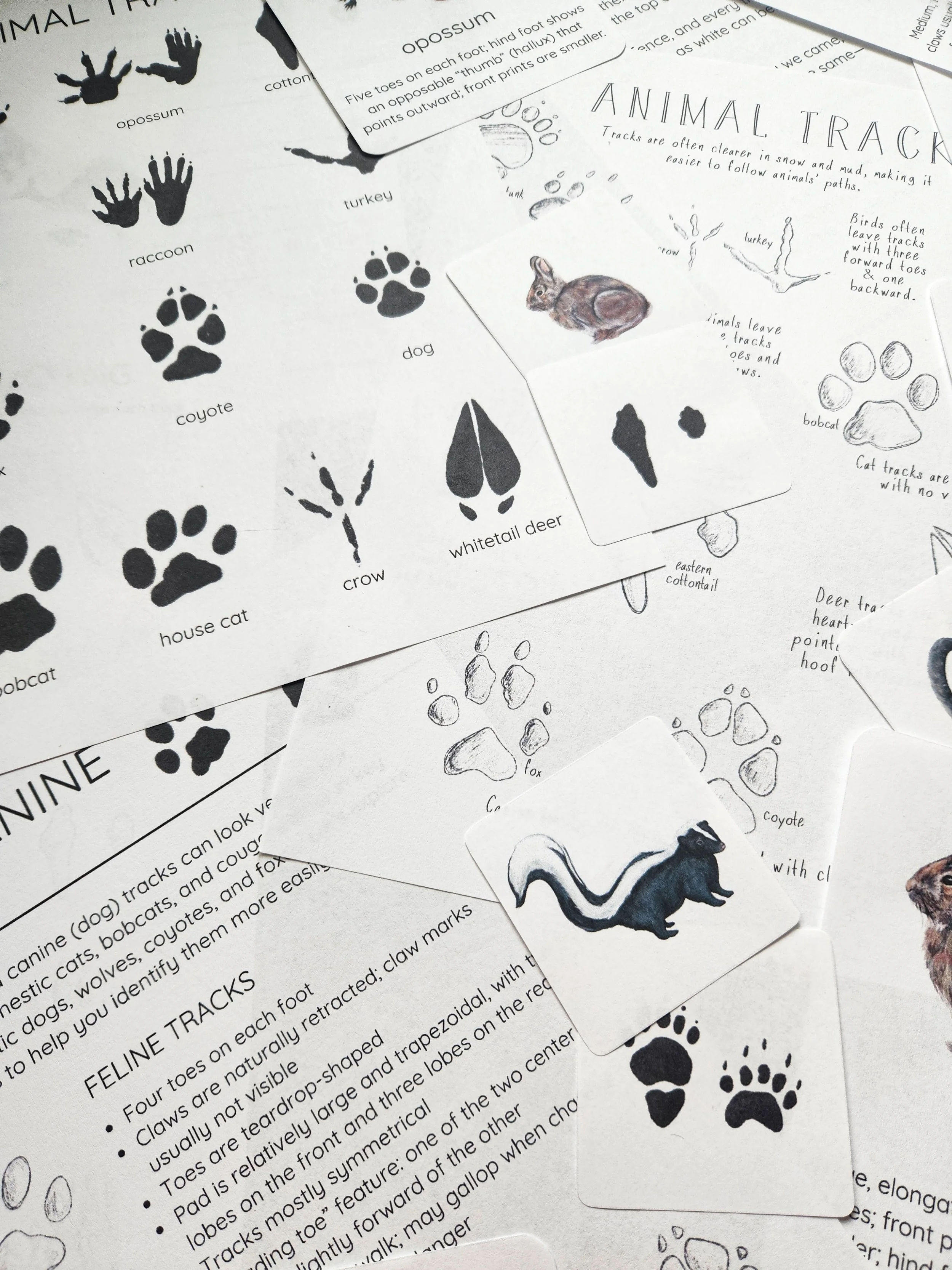 Worksheets and visuals from the Animal Tracks Nature Study.